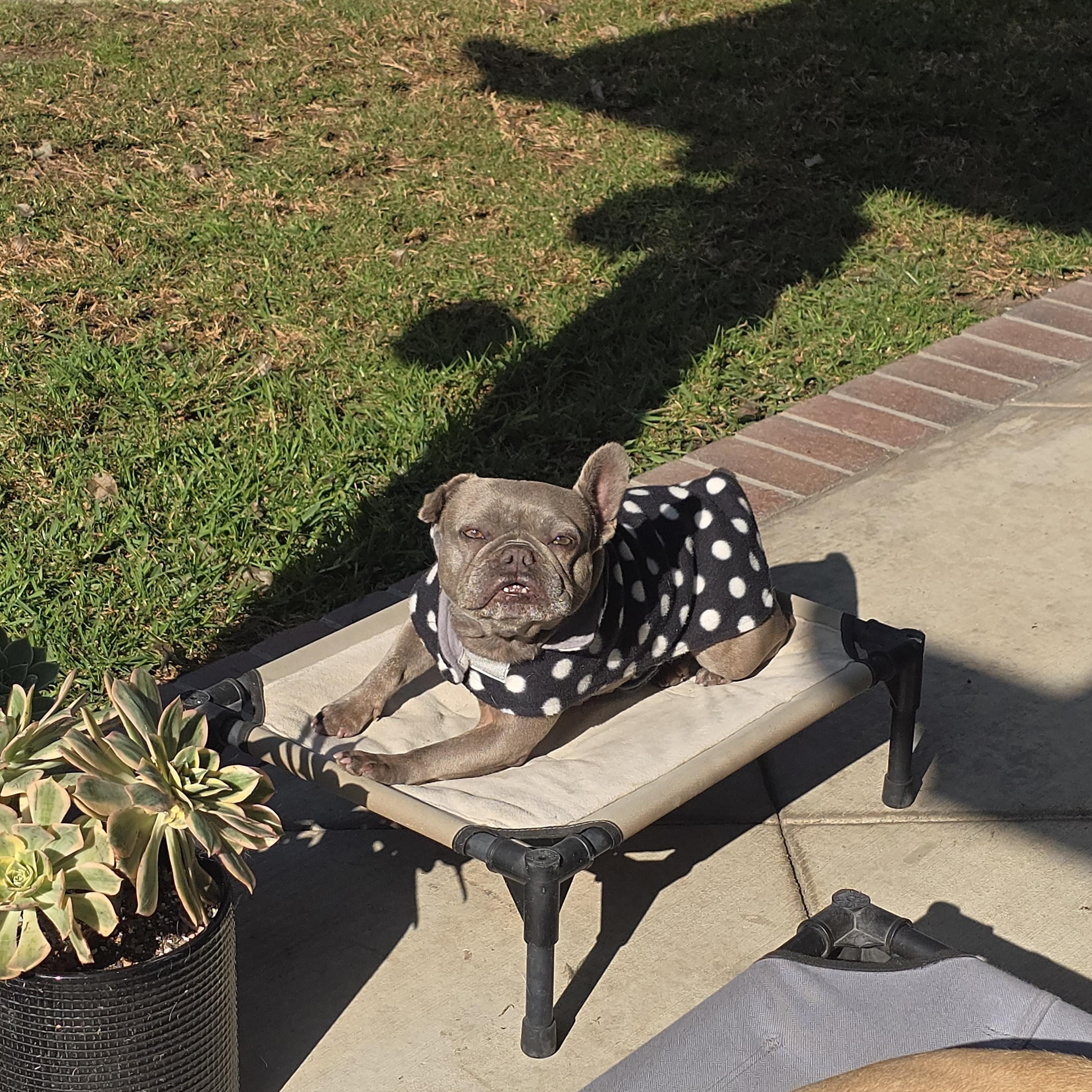 Enlarge Dory, a Adoptable French Bulldog in San Pedro, CA image 5/6