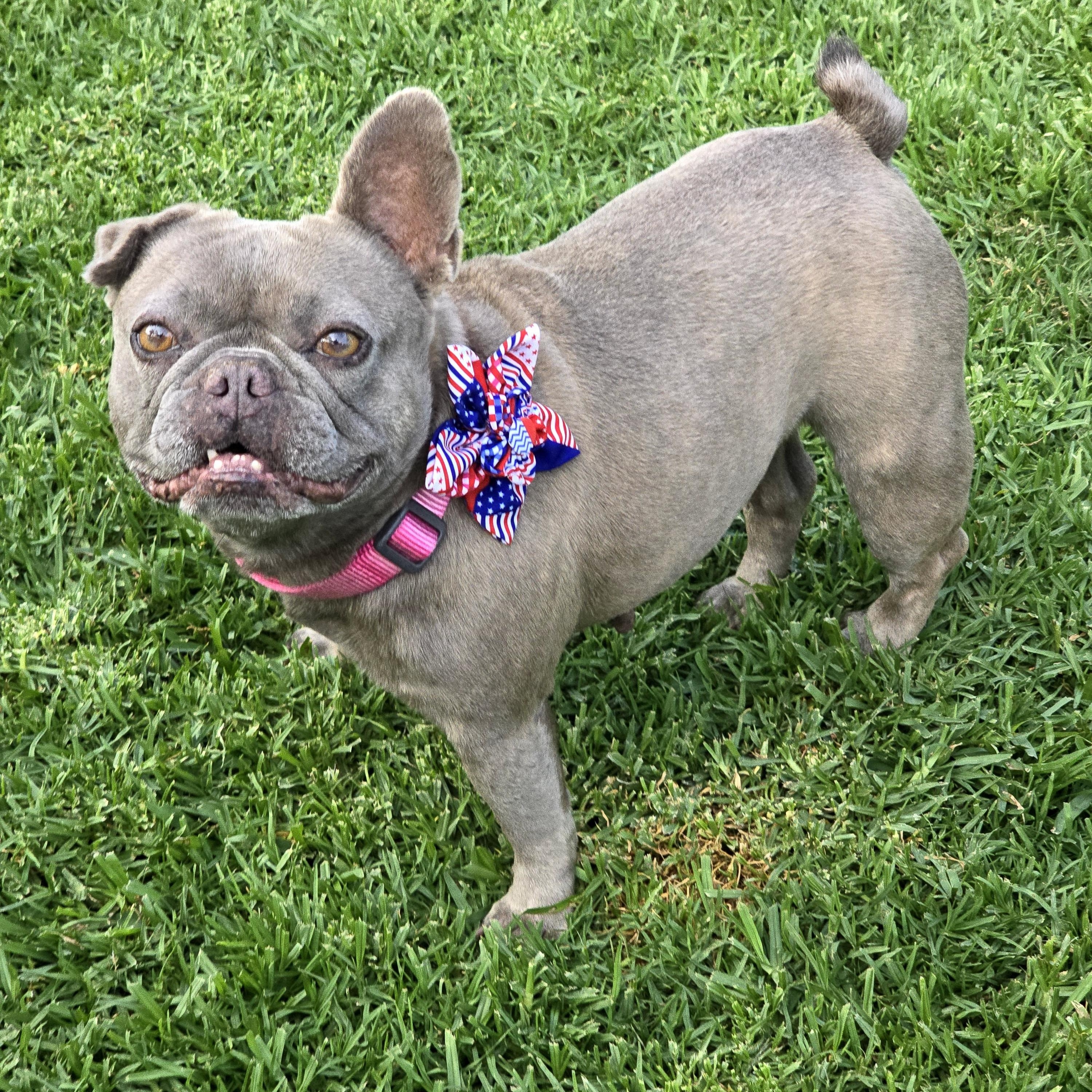 Enlarge Dory, a Adoptable French Bulldog in San Pedro, CA image 2/6