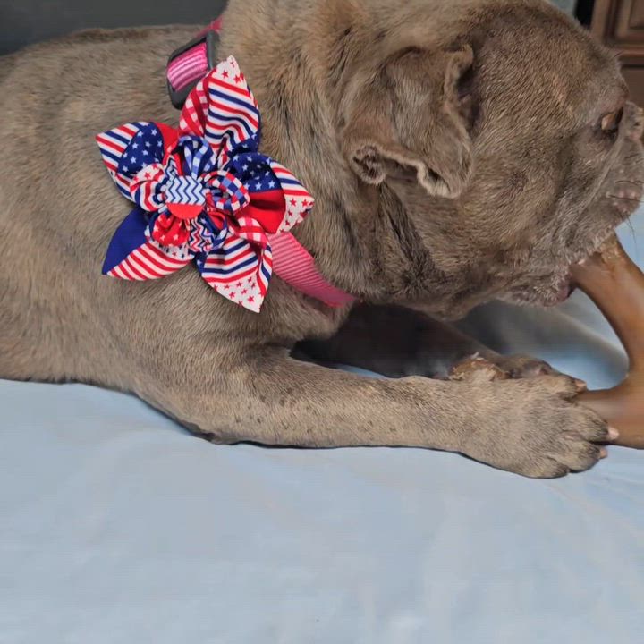 Enlarge Dory, a Adoptable French Bulldog in San Pedro, CA video 6/6