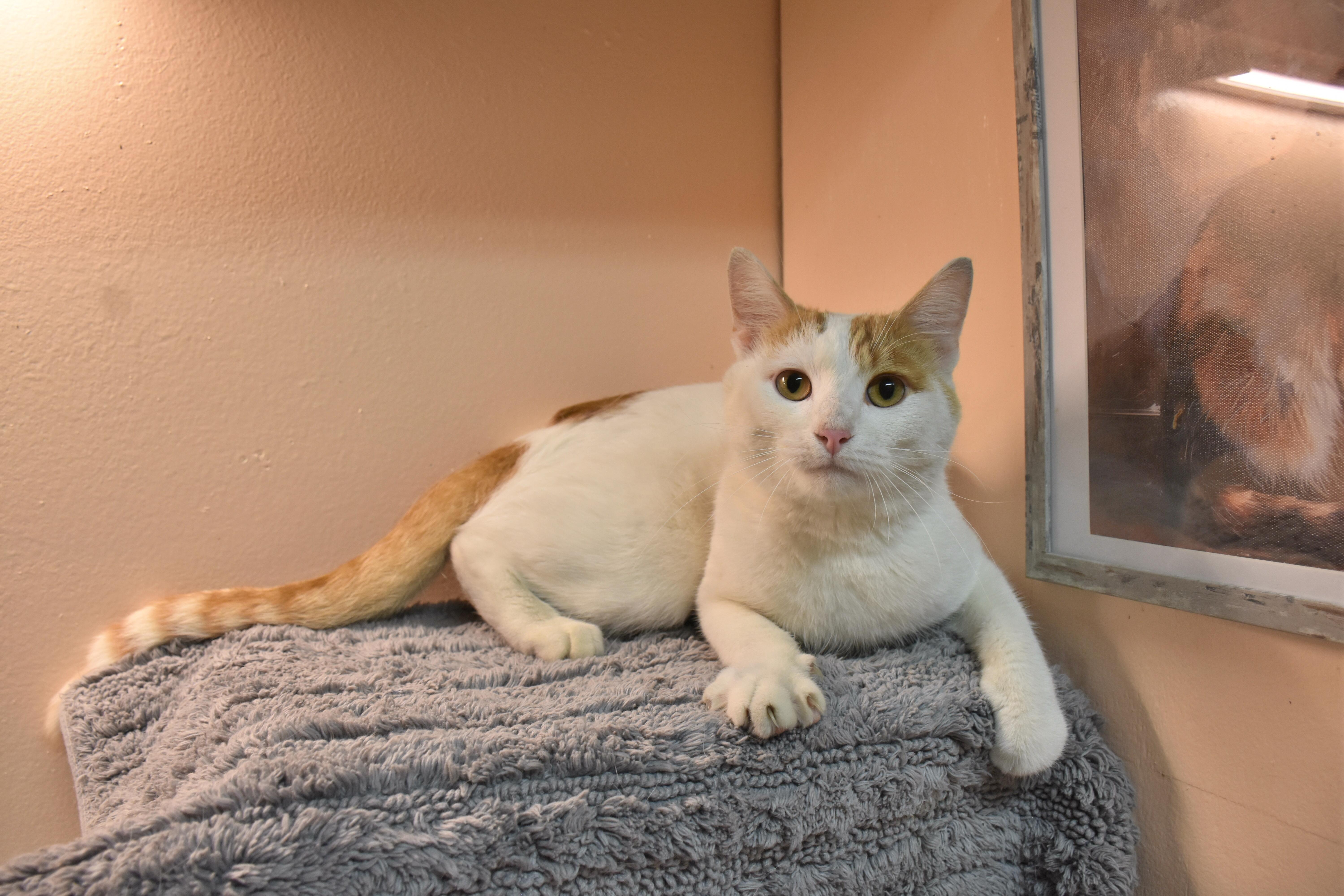 Himself, Adoptable, Adult Male Domestic Short Hair.