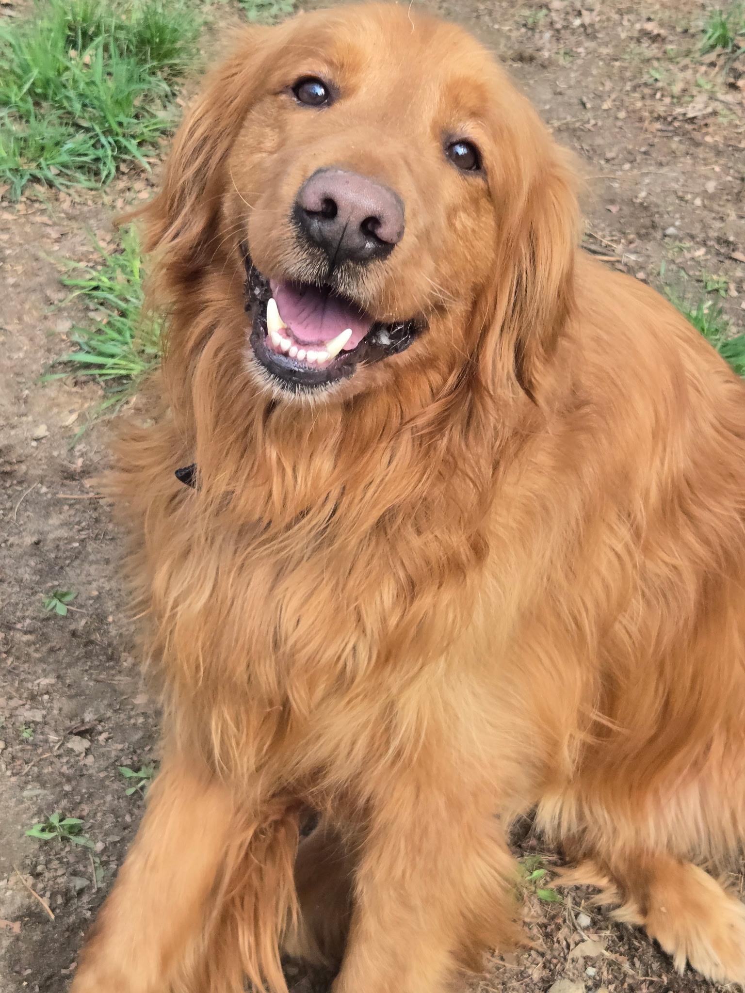 Ruger, Adoptable, Adult Male Golden Retriever.