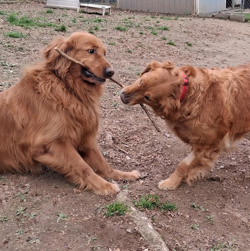 Enlarge Ruger, a Adoptable Golden Retriever in Capon Bridge, WV image 2/4