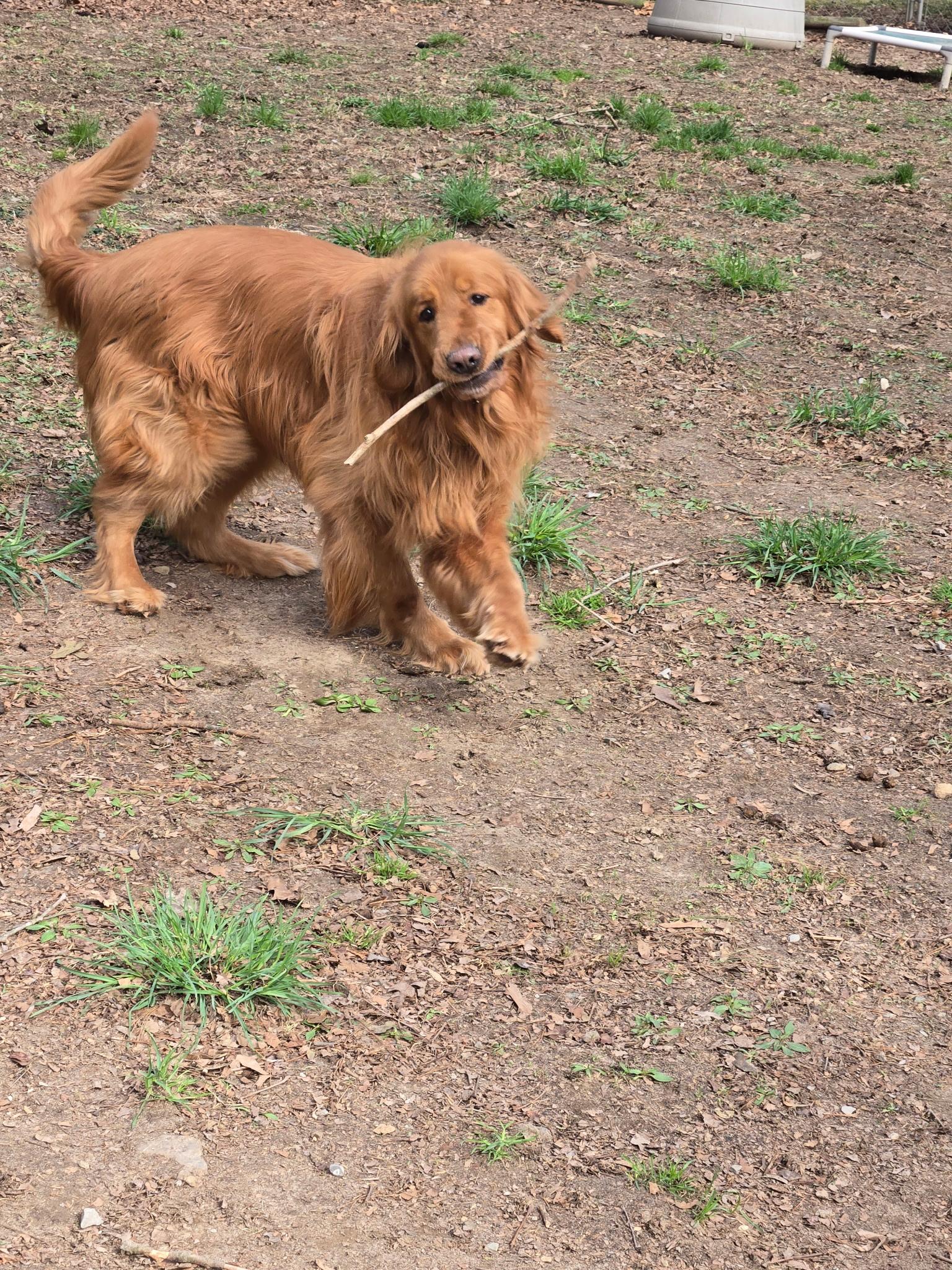 Enlarge Ruger, a Adoptable Golden Retriever in Capon Bridge, WV image 3/4