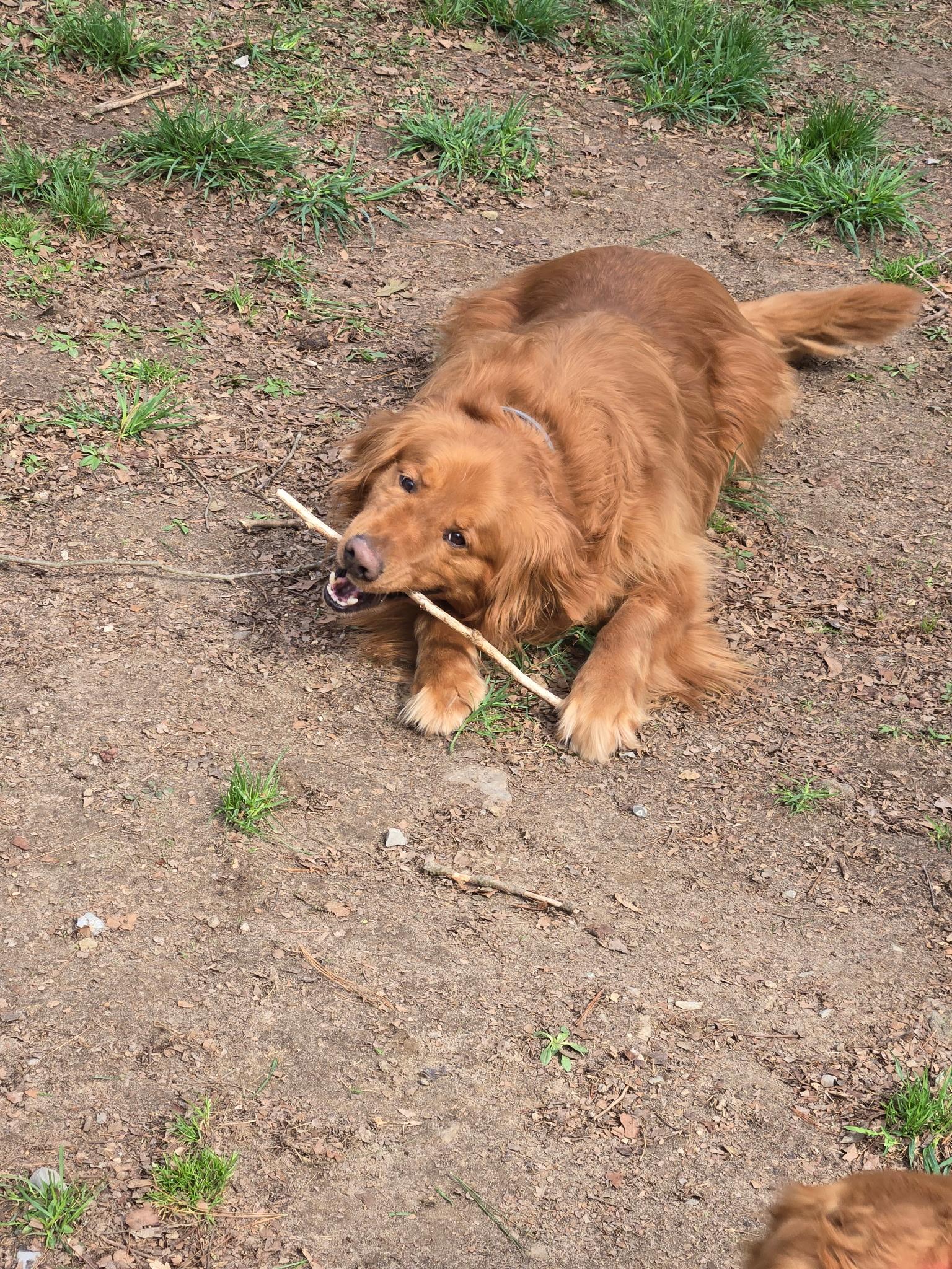 Enlarge Ruger, a Adoptable Golden Retriever in Capon Bridge, WV image 4/4