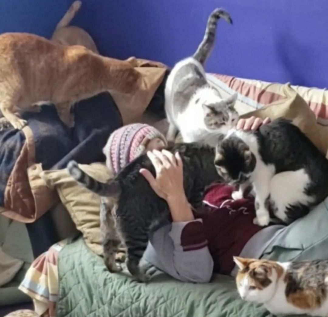 Enlarge BEAUTIFUL KITTIES!!!, a Adoptable American Shorthair in Yucca Valley, CA image 1/1