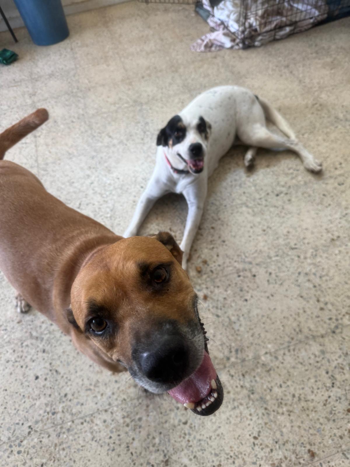 Enlarge Blanca Nieves, a Adoptable mixed breed in Albany , NY image 4/6