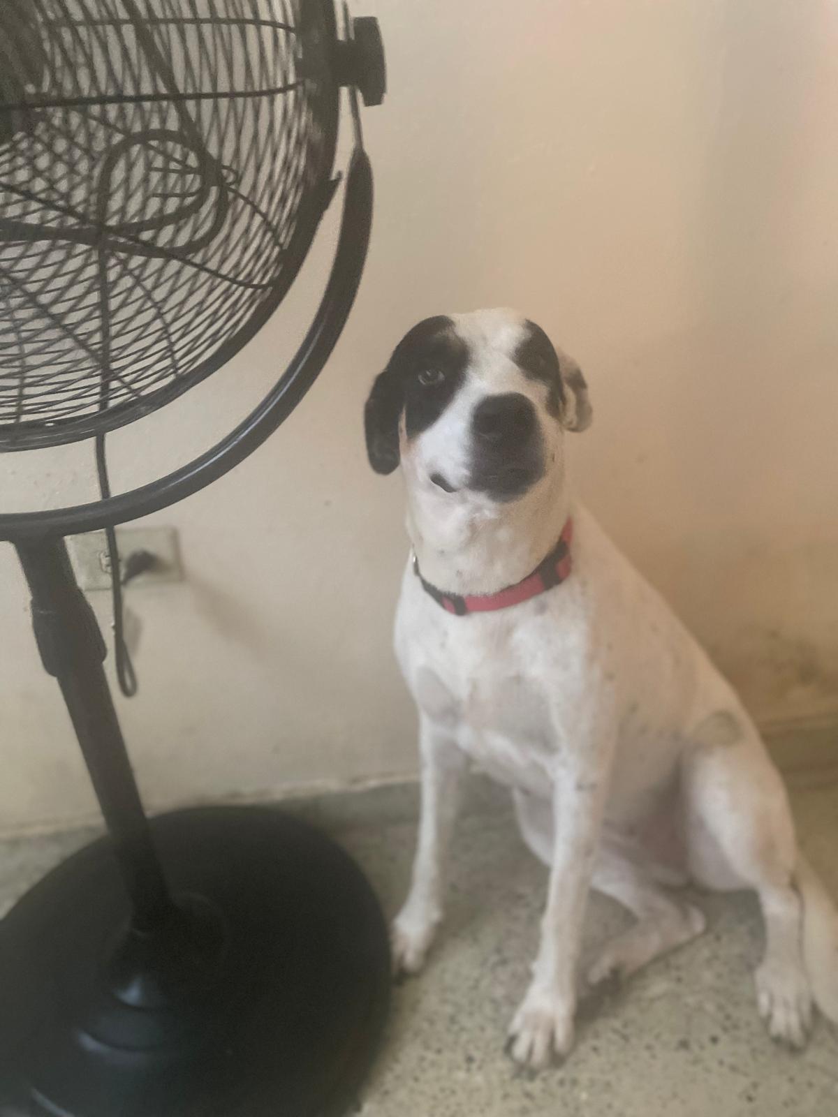 Blanca Nieves, Adoptable, Young Female Labrador Retriever & American Bully.