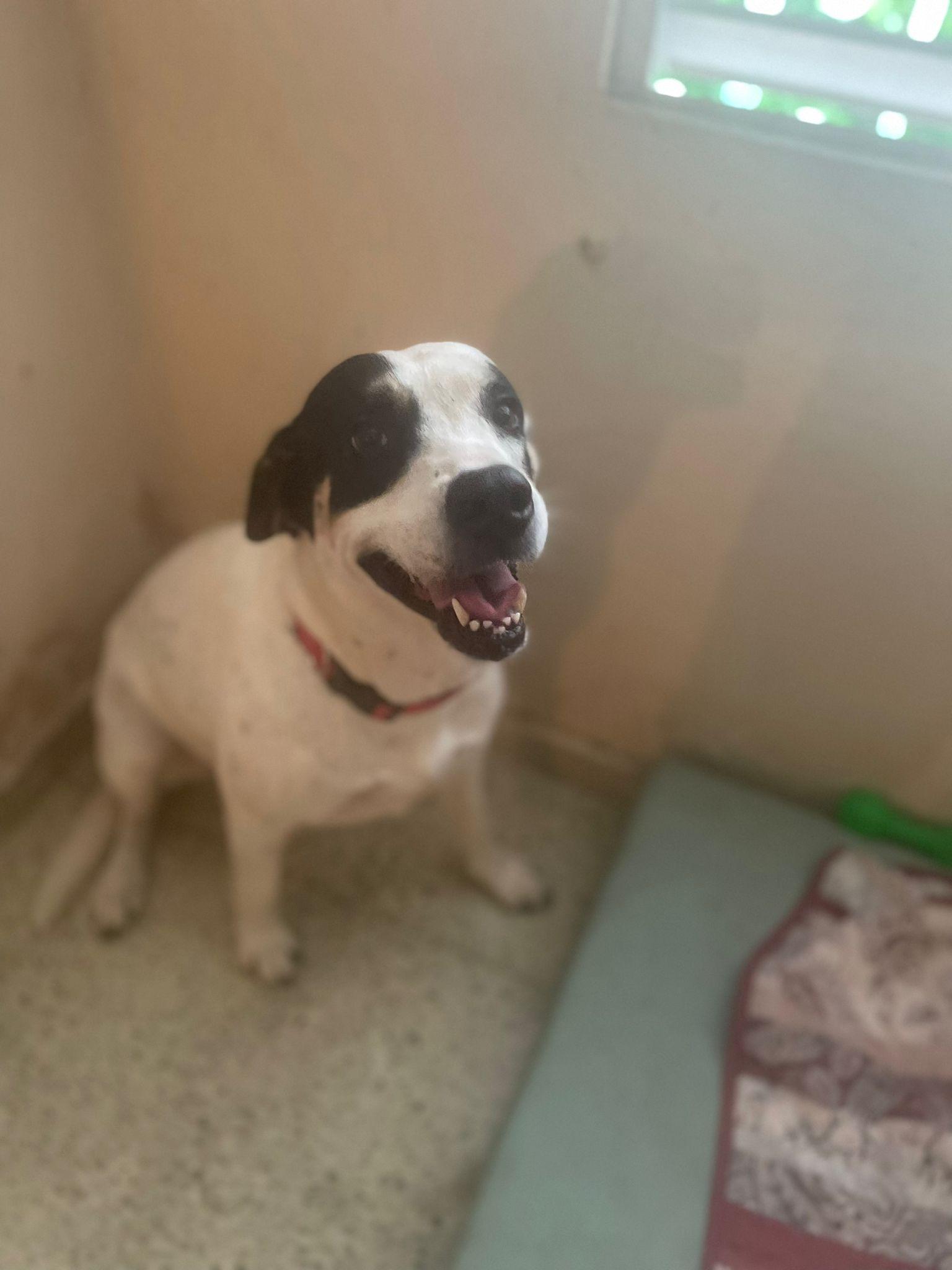 Blanca Nieves, a Adoptable mixed breed in Albany , NY image 2/4