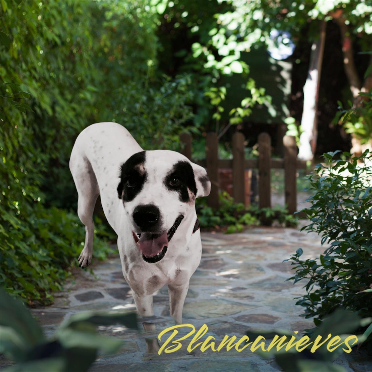 Blanca Nieves, a Adoptable mixed breed in Albany , NY image 3/4