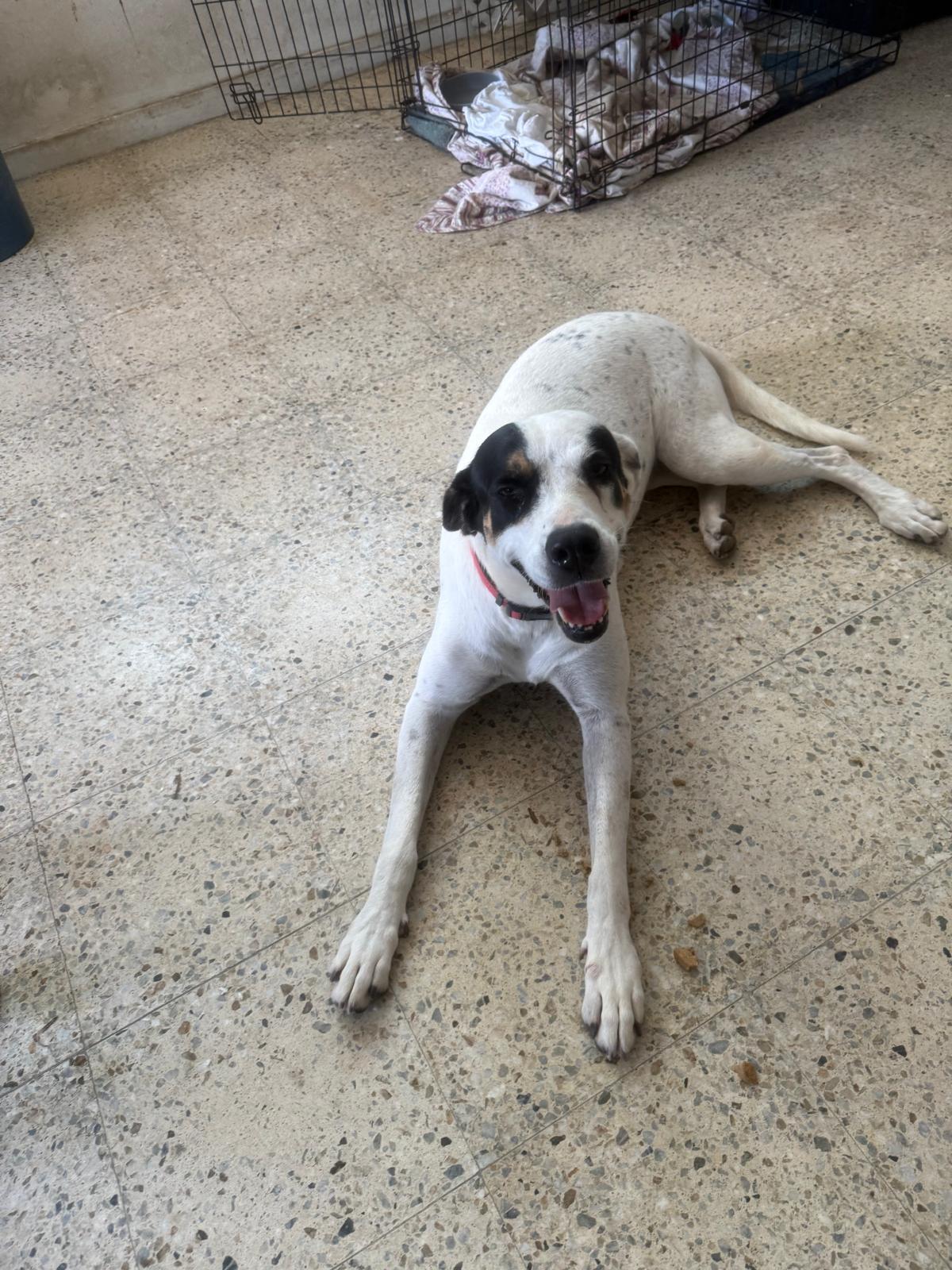 Blanca Nieves, Adoptable, Young Female Labrador Retriever & American Bully.