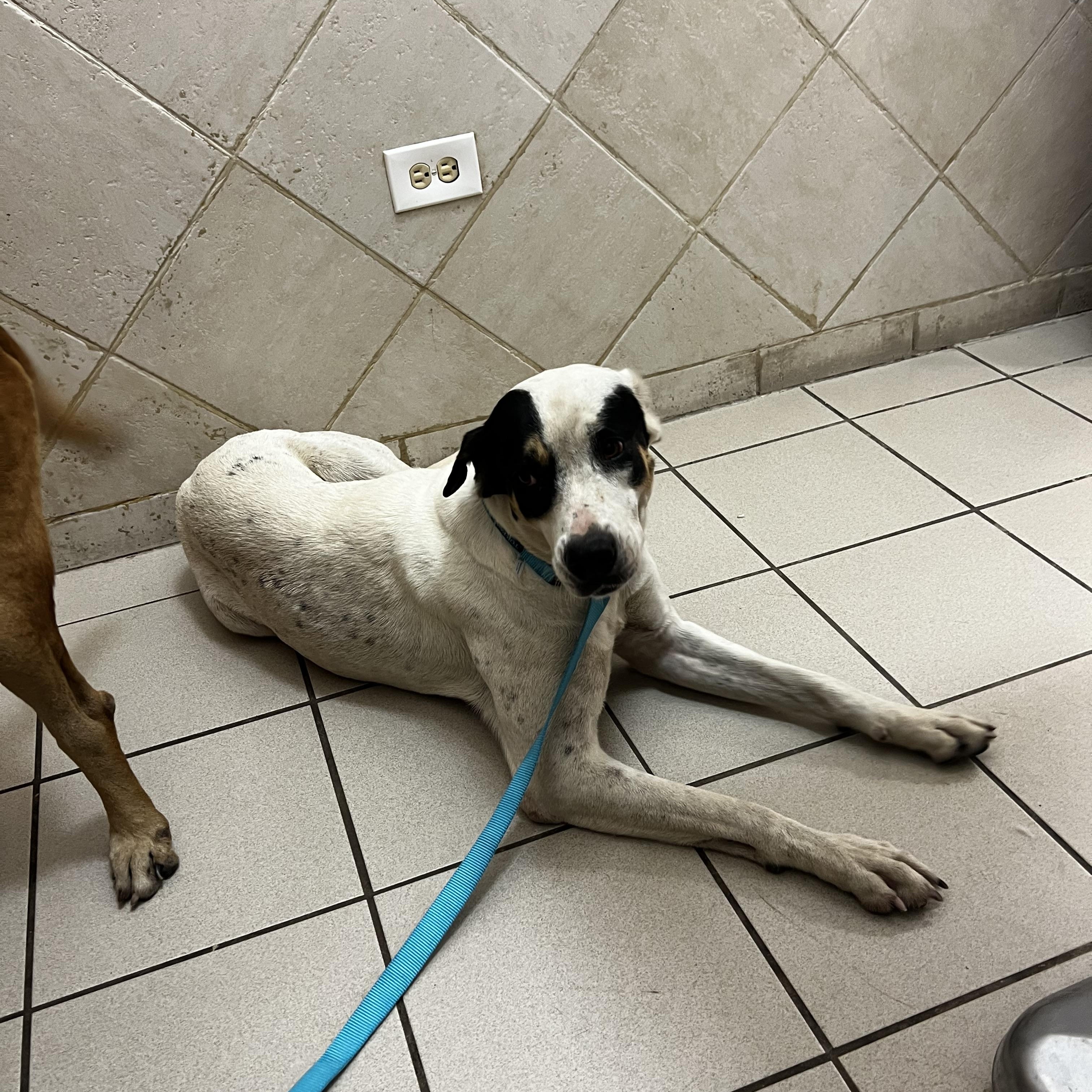 Blanca Nieves, a Adoptable mixed breed in Albany , NY image 4/4