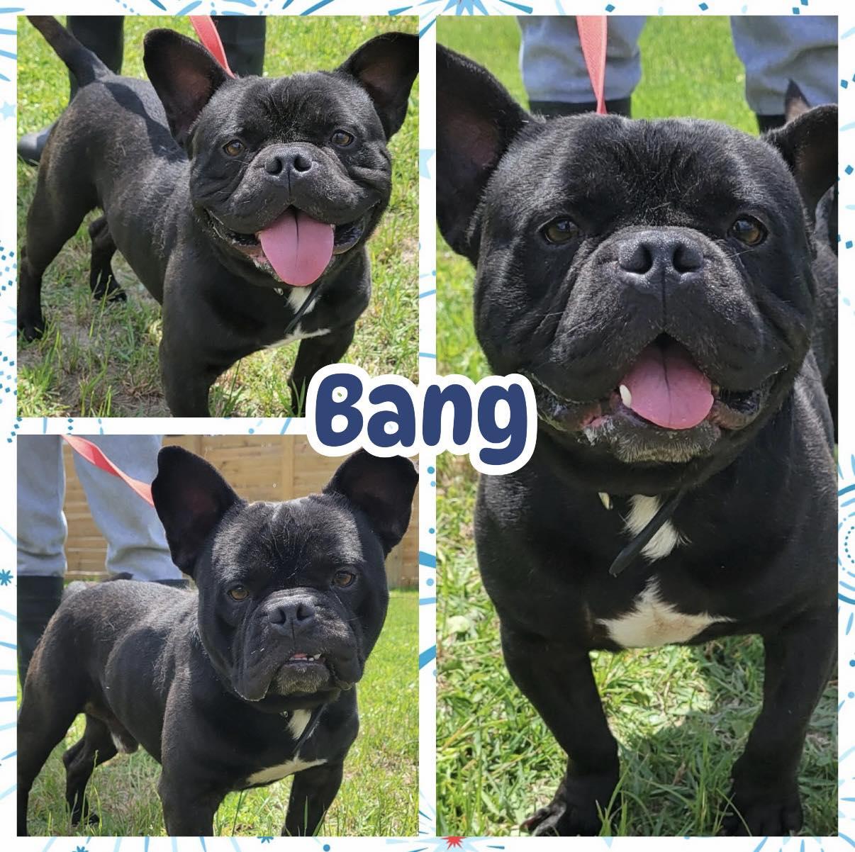 Bang, adopted, Adult Male Boston Terrier & French Bulldog.