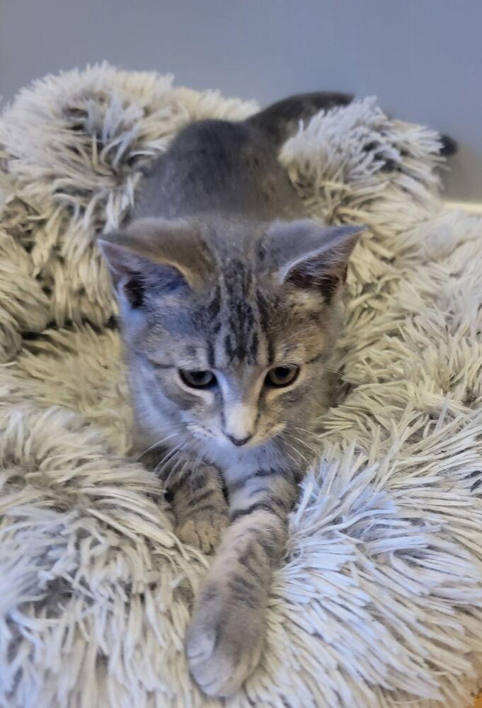 Sawyer, Adoptable, Kitten Male Domestic Short Hair.