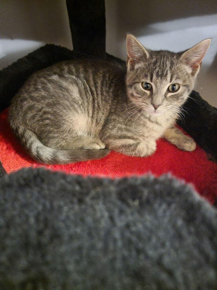 Enlarge Sawyer, a Adoptable Domestic Short Hair in Palatine, IL image 2/3