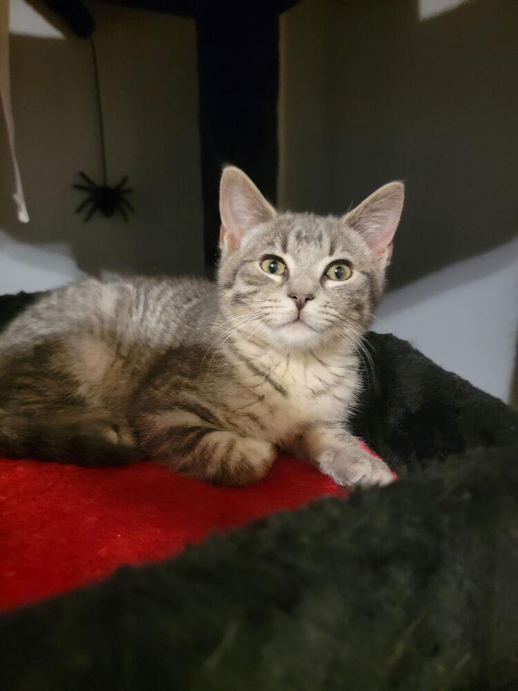 Enlarge Sawyer, a Adoptable Domestic Short Hair in Palatine, IL image 3/3