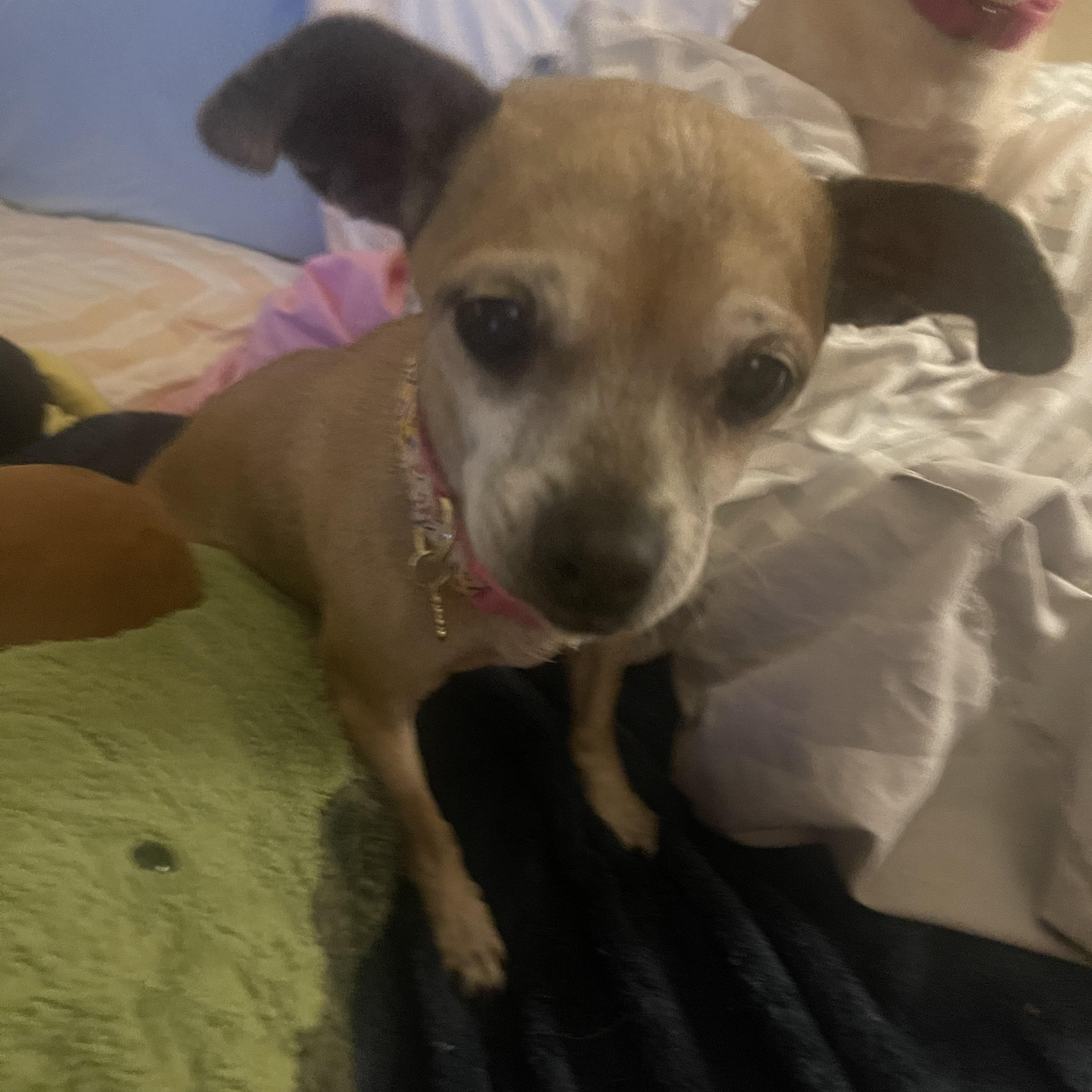 Enlarge Lucy, a ADOPTABLE Chihuahua in Sherman Oaks, CA image 5/6