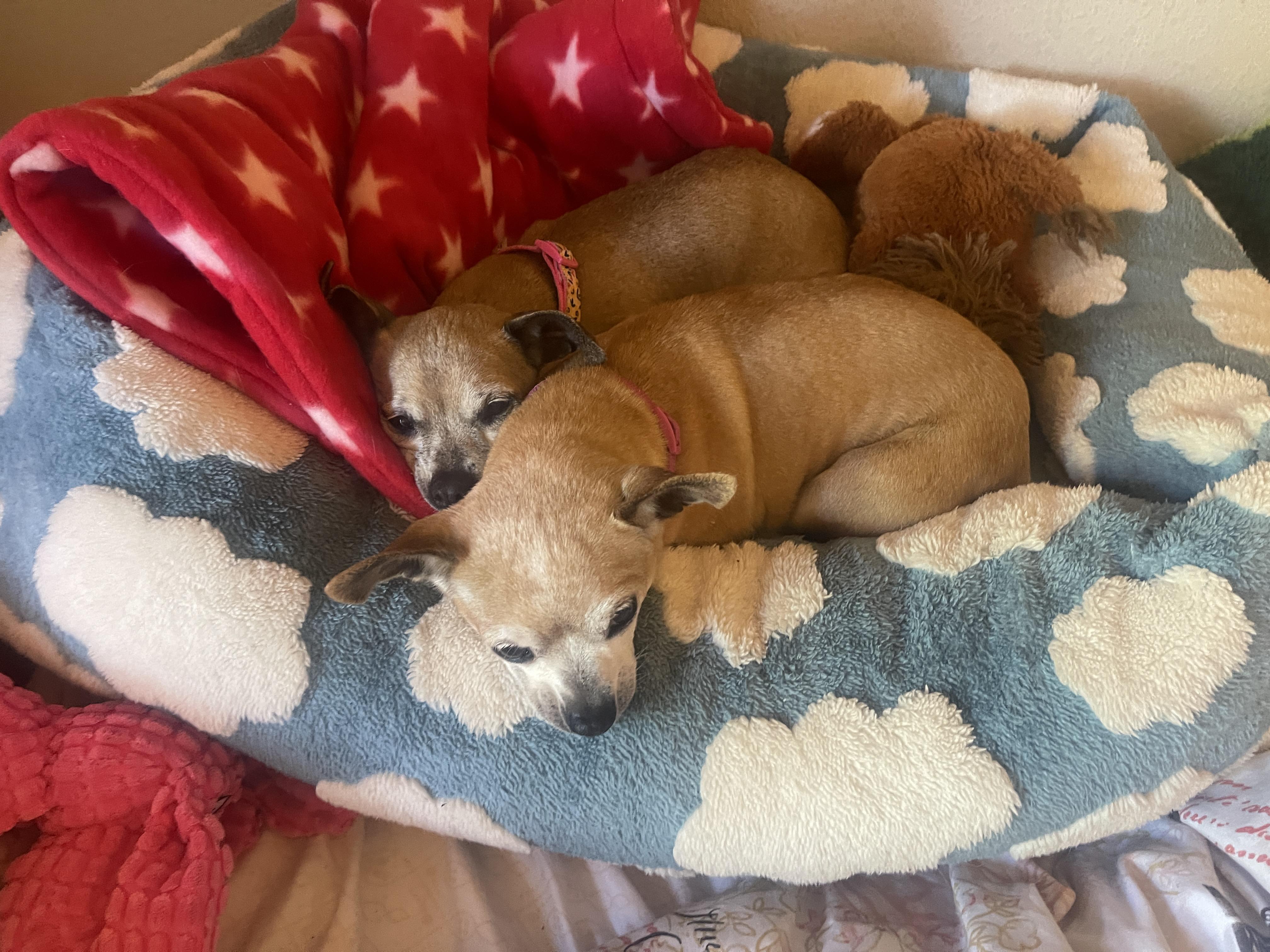 Enlarge Lucy, a ADOPTABLE Chihuahua in Sherman Oaks, CA image 2/6