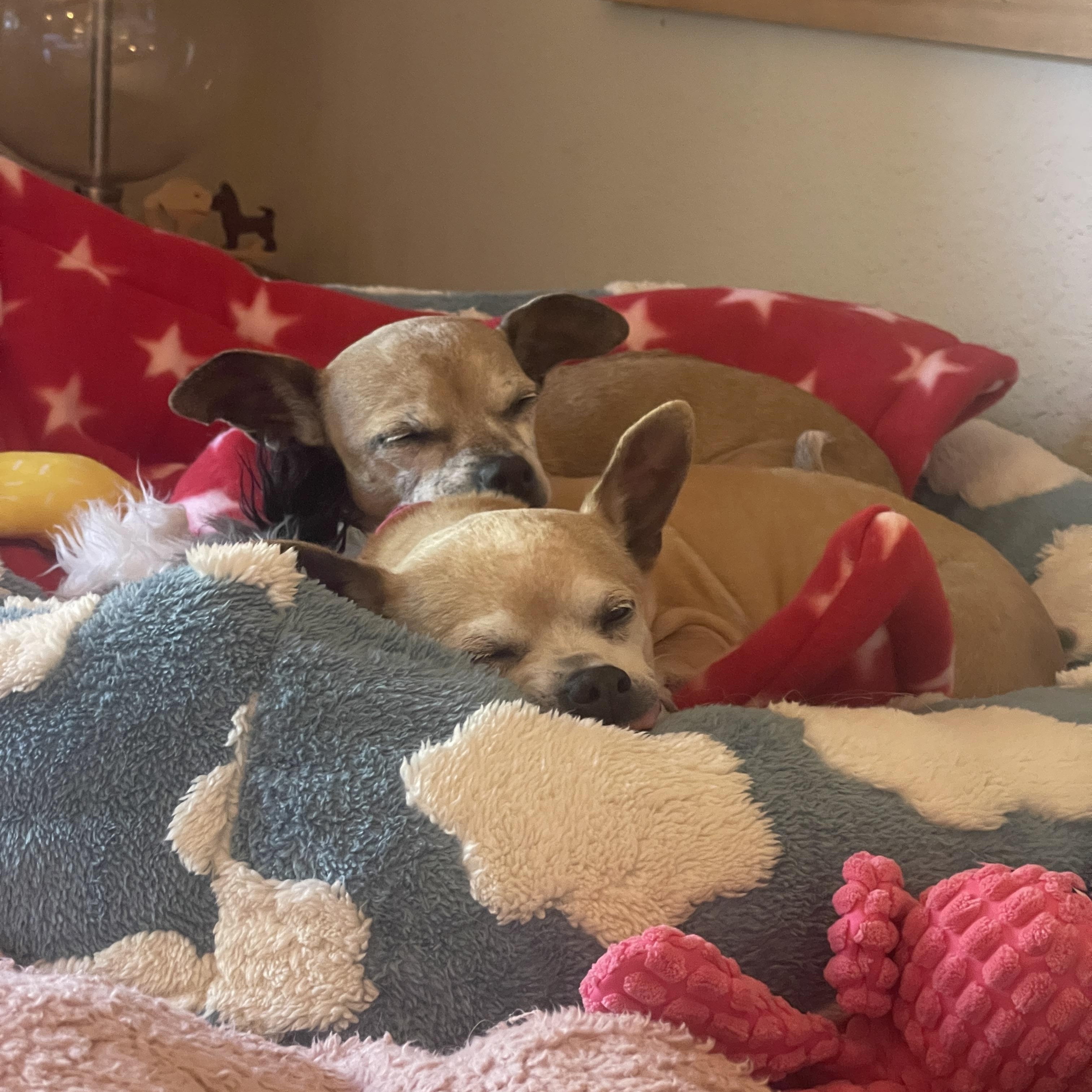 Lucy, ADOPTABLE, Senior Female Chihuahua.