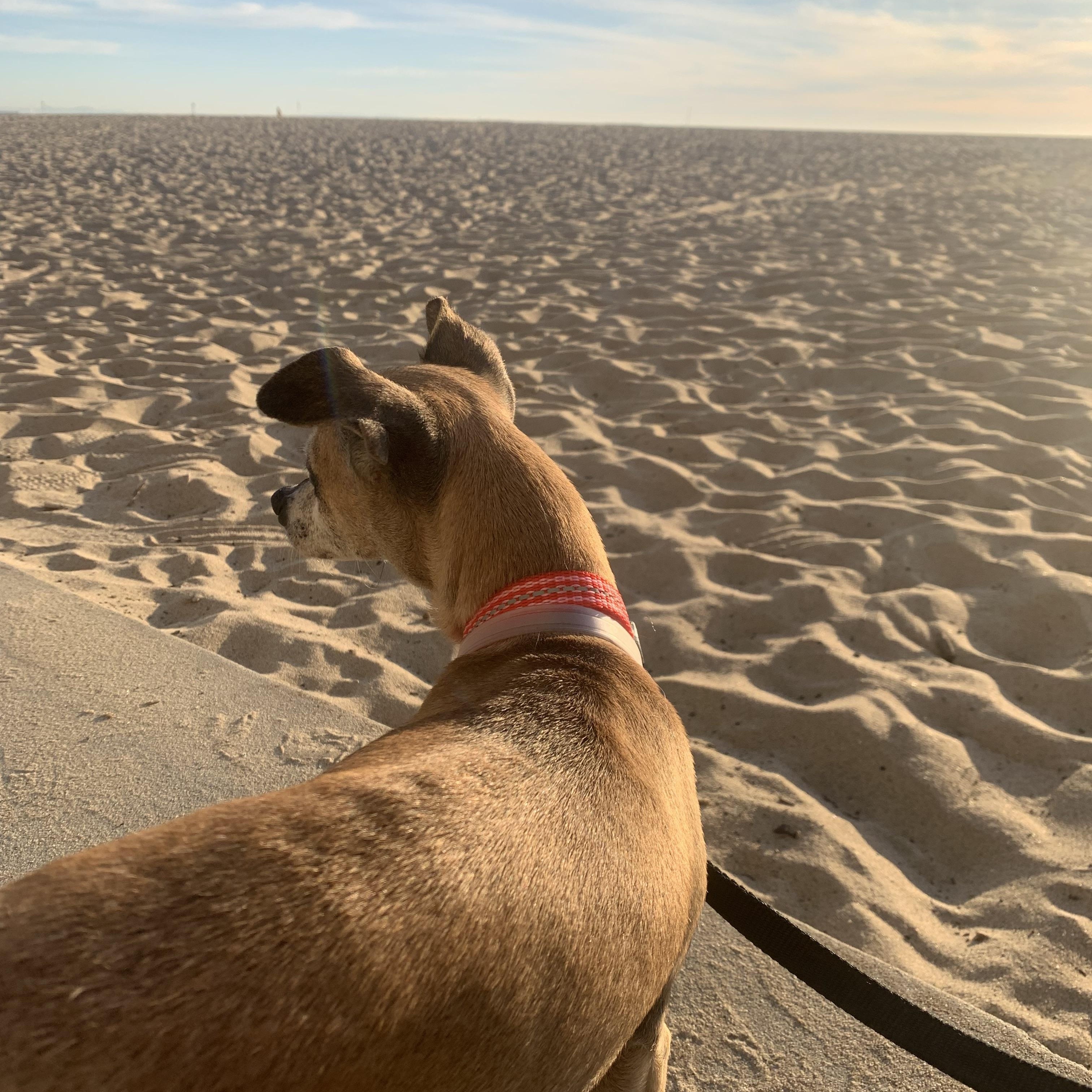 Enlarge Lucy, a ADOPTABLE Chihuahua in Sherman Oaks, CA image 3/6