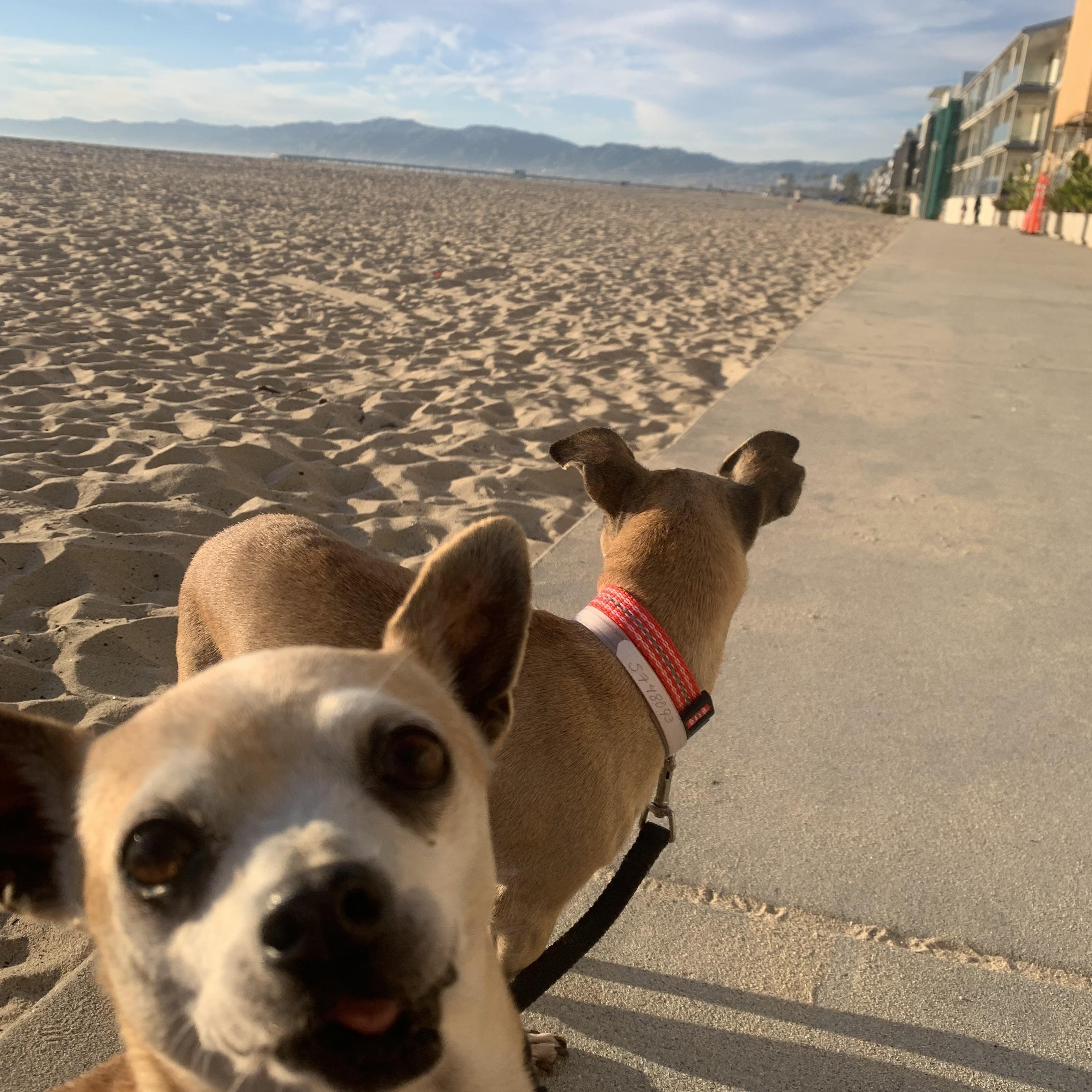Enlarge Lucy, a ADOPTABLE Chihuahua in Sherman Oaks, CA image 4/6