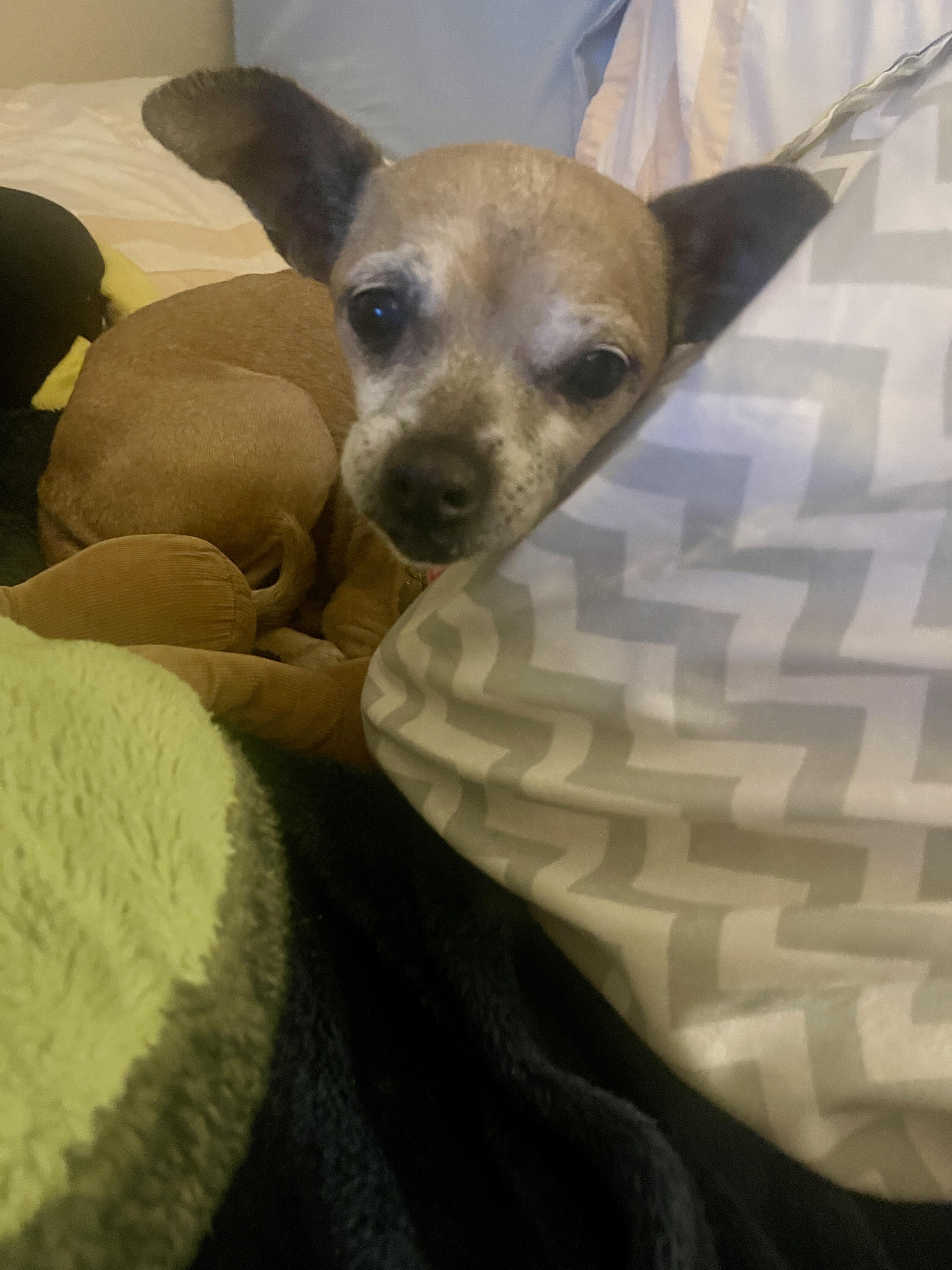 Enlarge Lucy, a ADOPTABLE Chihuahua in Sherman Oaks, CA image 6/6