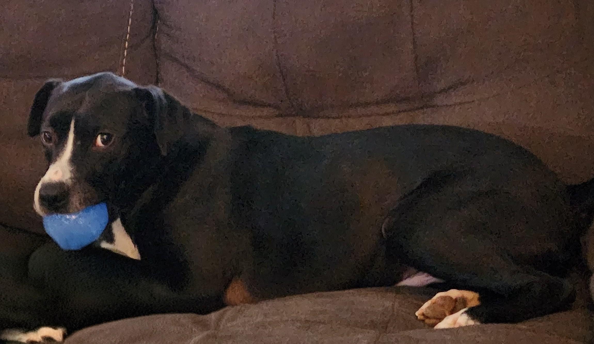 Enlarge Rocket, a ADOPTABLE mixed breed in Richboro, PA image 2/2