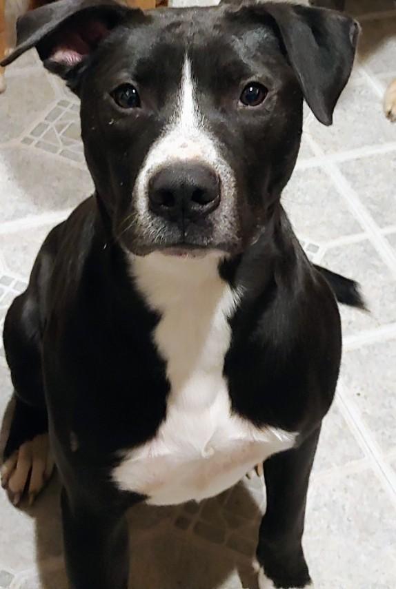 Rocket, ADOPTABLE, Adult Male Pit Bull Terrier.