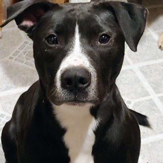 Enlarge Rocket, an adopted mixed breed in Richboro, PA image 1/2