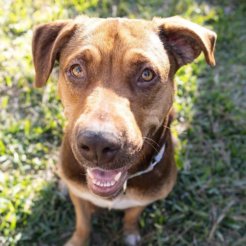 Luna Mae, adopted, Adult Female Retriever.