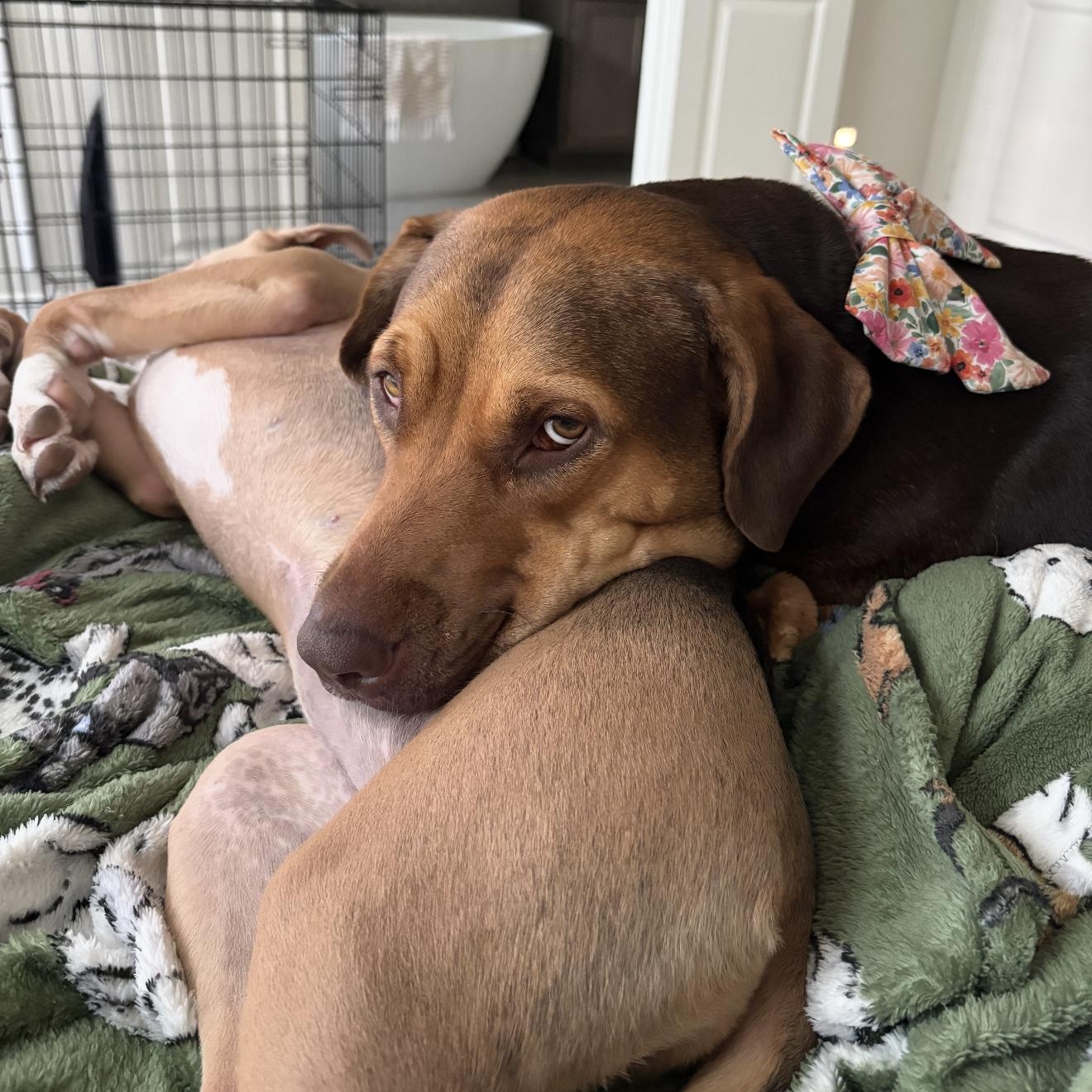 Luna Mae, an adopted Retriever in Portage, WI image 3/5