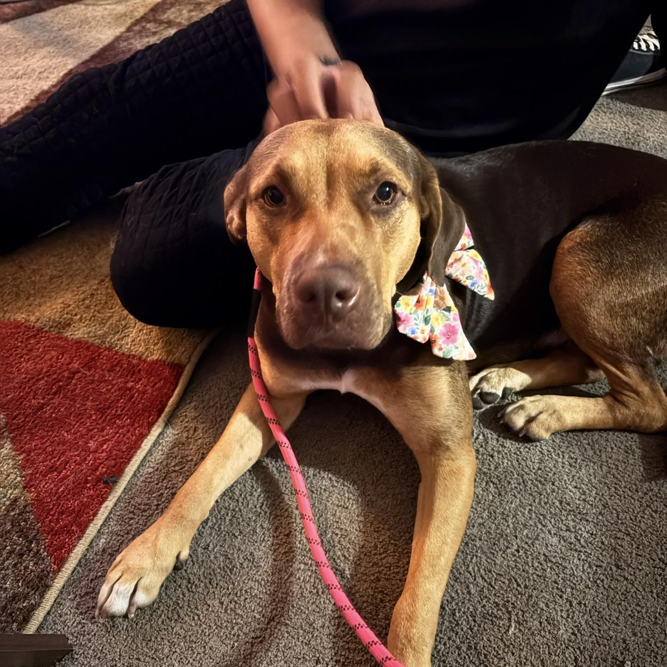 Luna Mae, an adopted Retriever in Portage, WI image 5/5