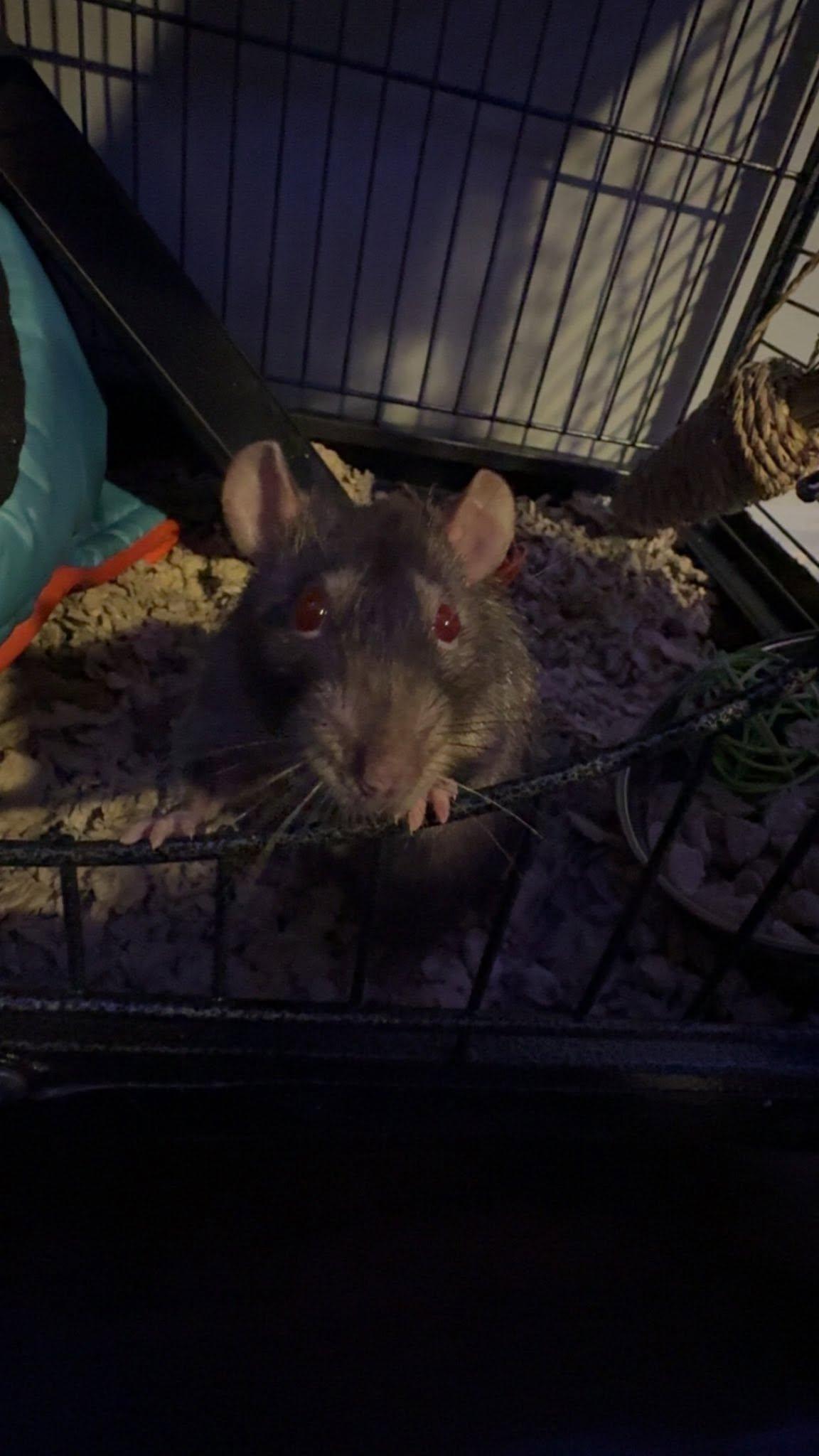 Enlarge Earl and Gibbs, a ADOPTABLE Rat in Pittsburgh, PA image 4/5