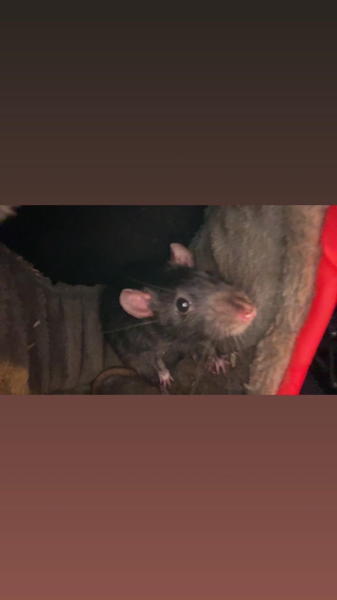 Enlarge Earl and Gibbs, a ADOPTABLE Rat in Pittsburgh, PA image 3/5