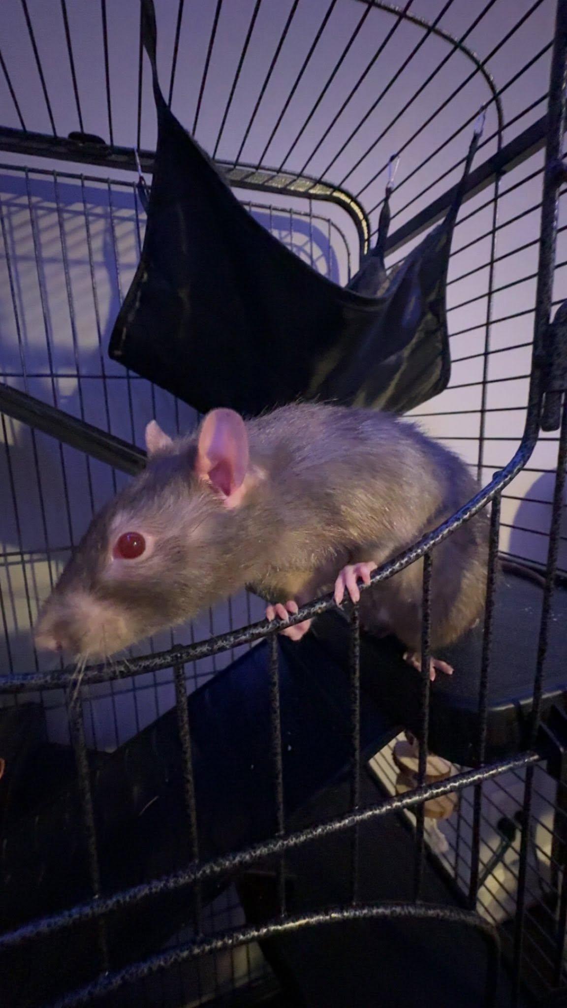 Enlarge Earl and Gibbs, a ADOPTABLE Rat in Pittsburgh, PA image 5/5