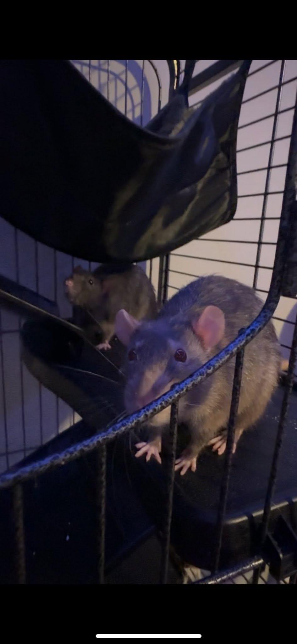 Enlarge Earl and Gibbs, a ADOPTABLE Rat in Pittsburgh, PA image 2/5