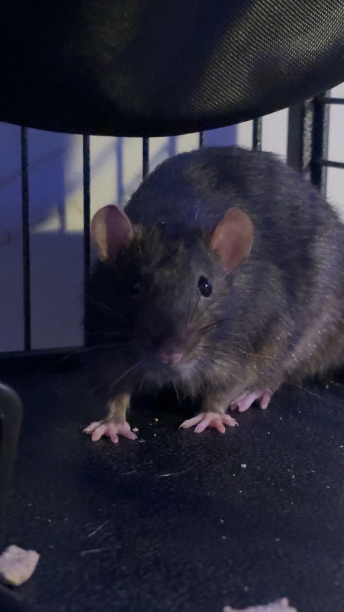 Enlarge Earl and Gibbs, a ADOPTABLE Rat in Pittsburgh, PA image 1/5