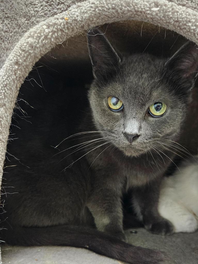 Cameron (Lambeth), Adoptable, Young Male Domestic Short Hair.