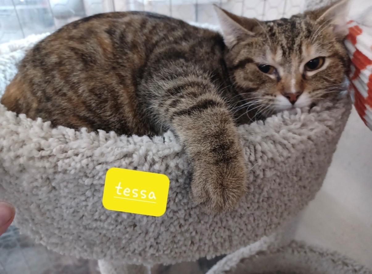 Enlarge Tessa, a ADOPTABLE Domestic Short Hair in Walworth, WI image 1/1