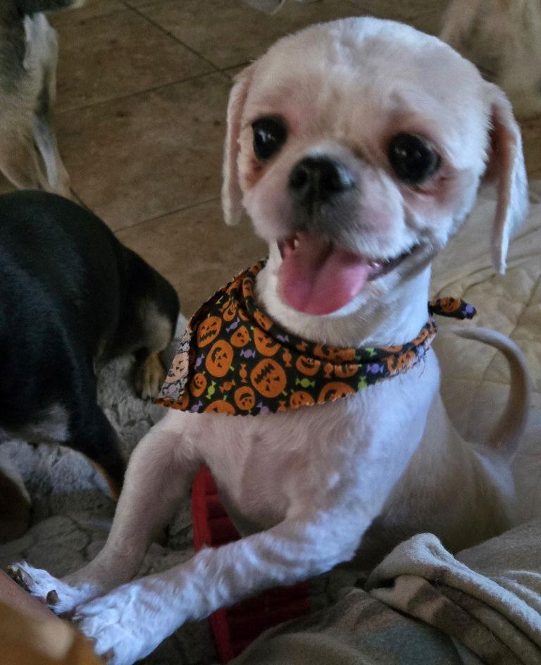 Enlarge Hazel, a Adopted Shih Tzu in San Antonio, TX image 2/3