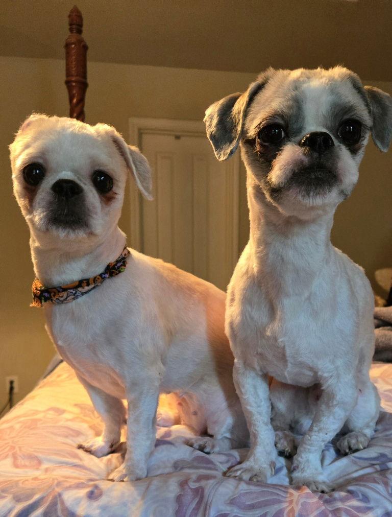 Enlarge Hazel, a Adopted Shih Tzu in San Antonio, TX image 3/3