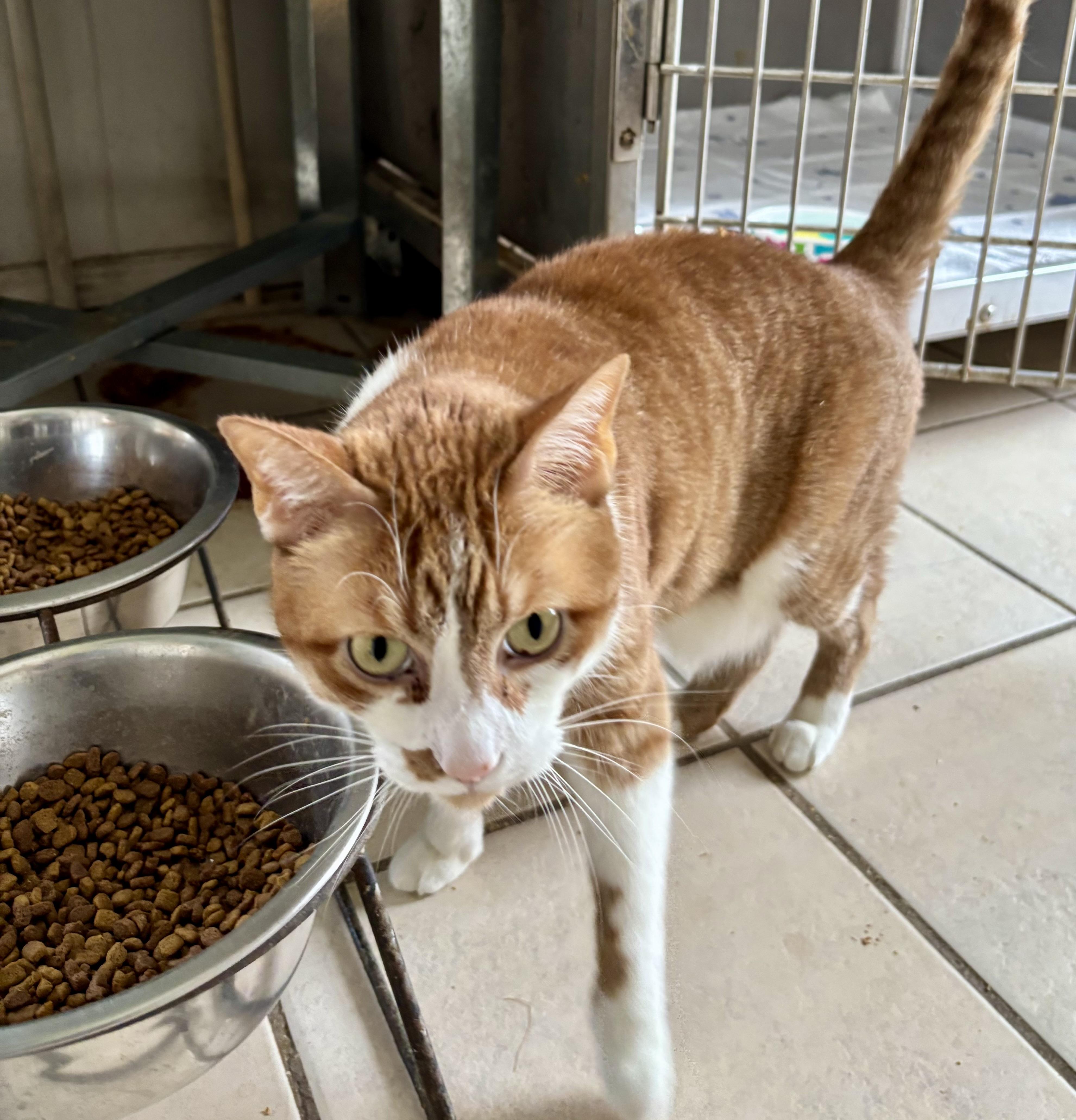 TUFFY (DECLAWED), an adopted mixed breed in Owensboro, KY image 4/5