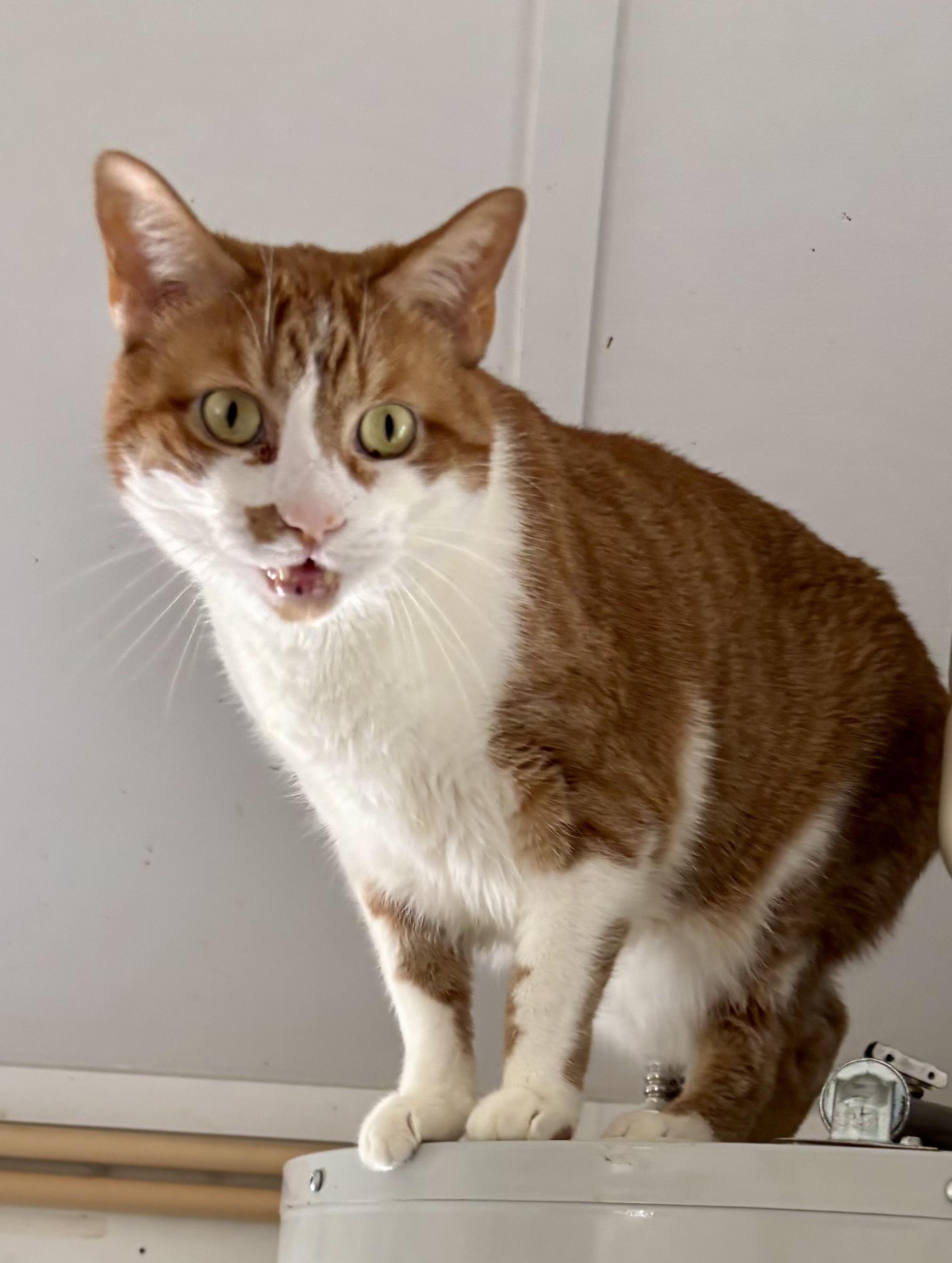 TUFFY (DECLAWED), an adopted mixed breed in Owensboro, KY image 2/5