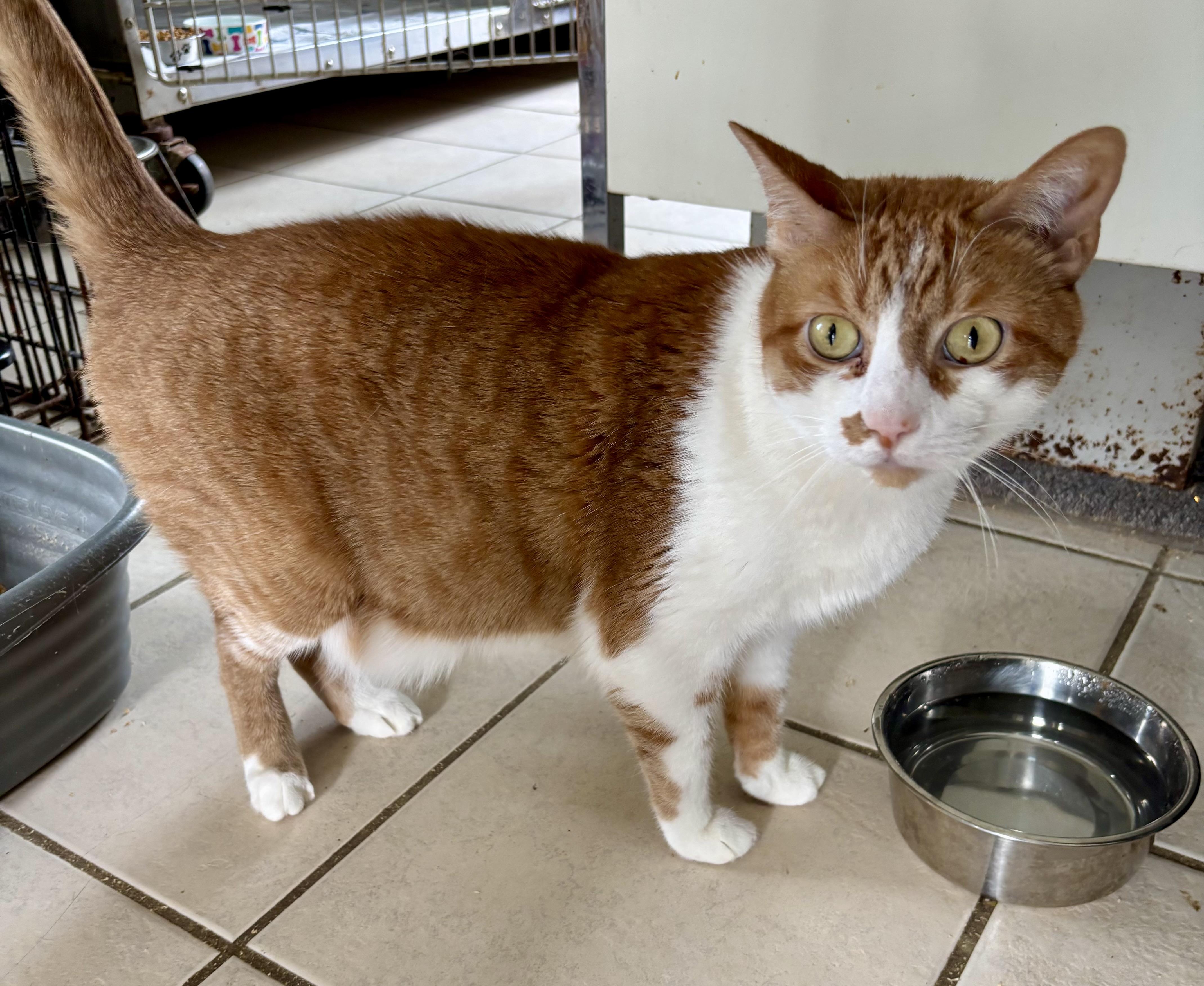 TUFFY (DECLAWED), an adopted mixed breed in Owensboro, KY image 1/5