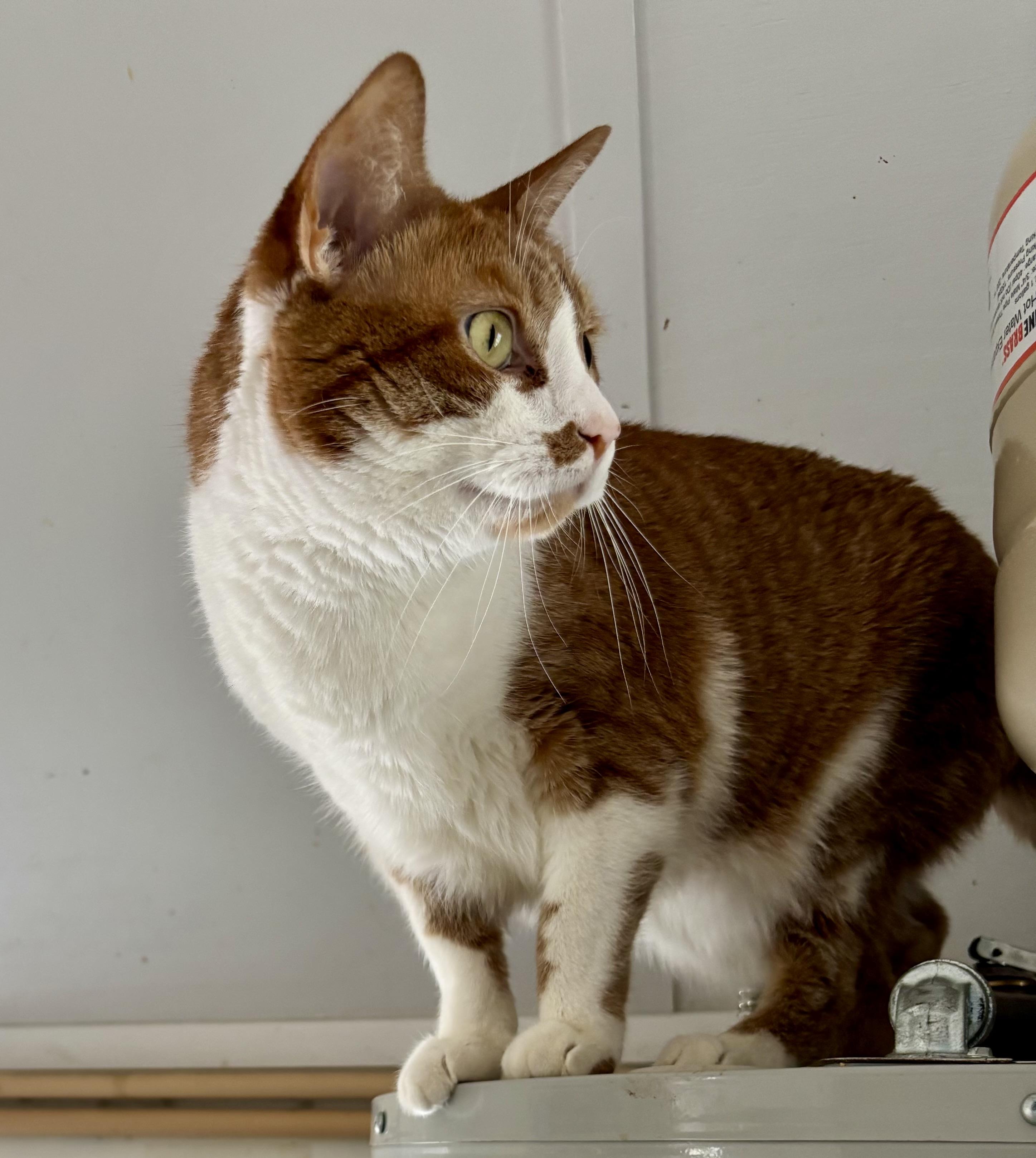 TUFFY (DECLAWED), an adopted mixed breed in Owensboro, KY image 3/5