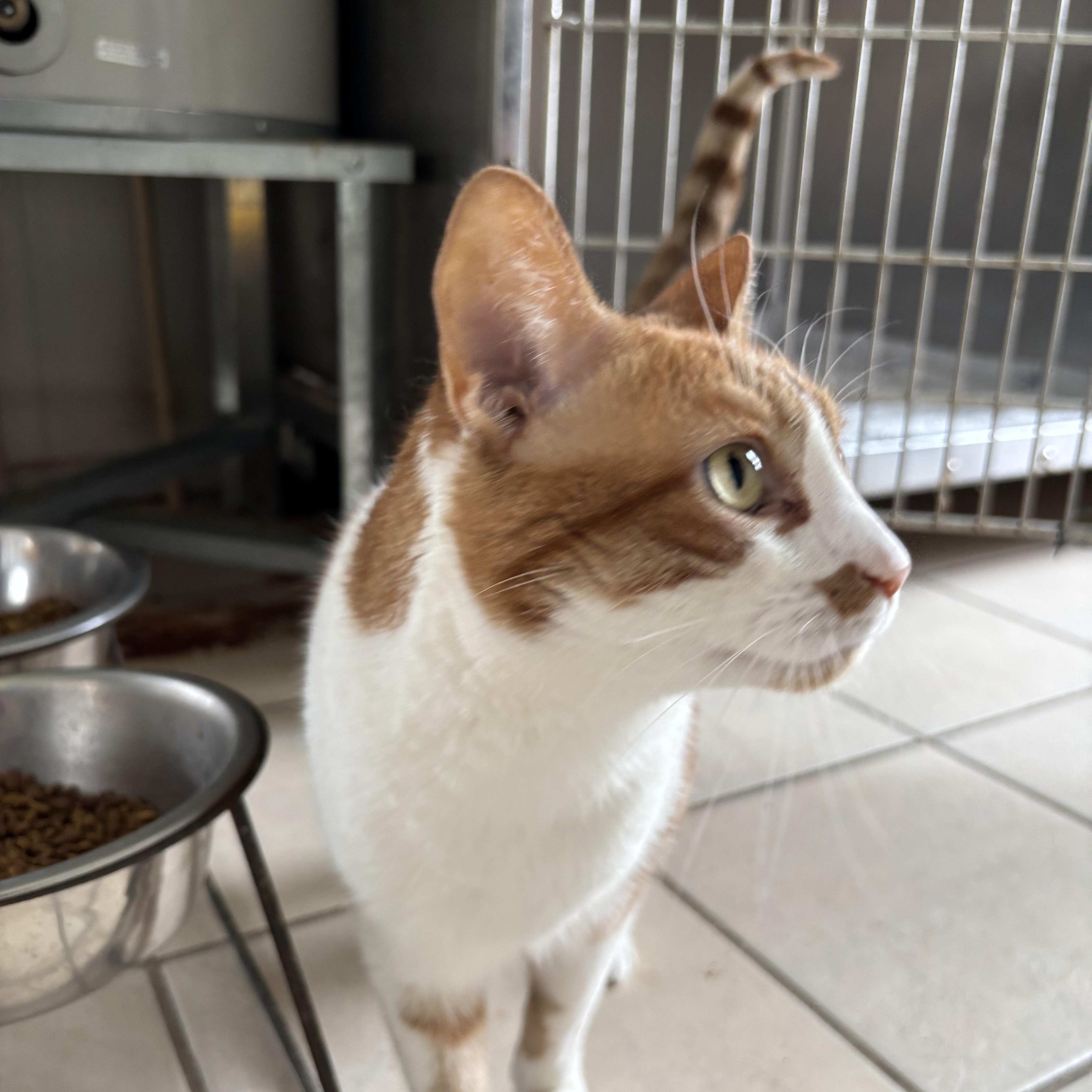 TUFFY (DECLAWED), an adopted mixed breed in Owensboro, KY image 5/5