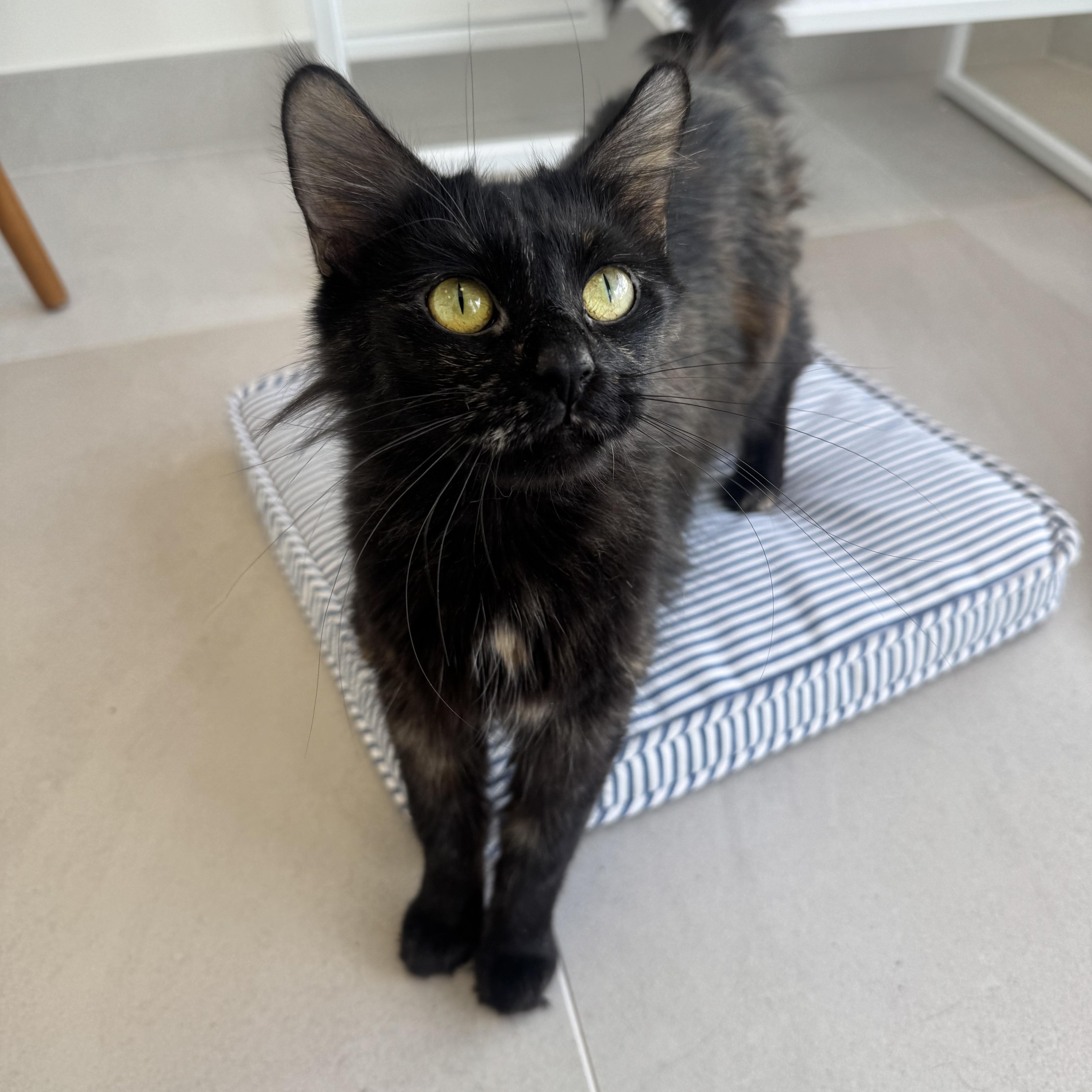 Enlarge Corliss, an adopted Domestic Medium Hair in Evanston, IL image 2/3