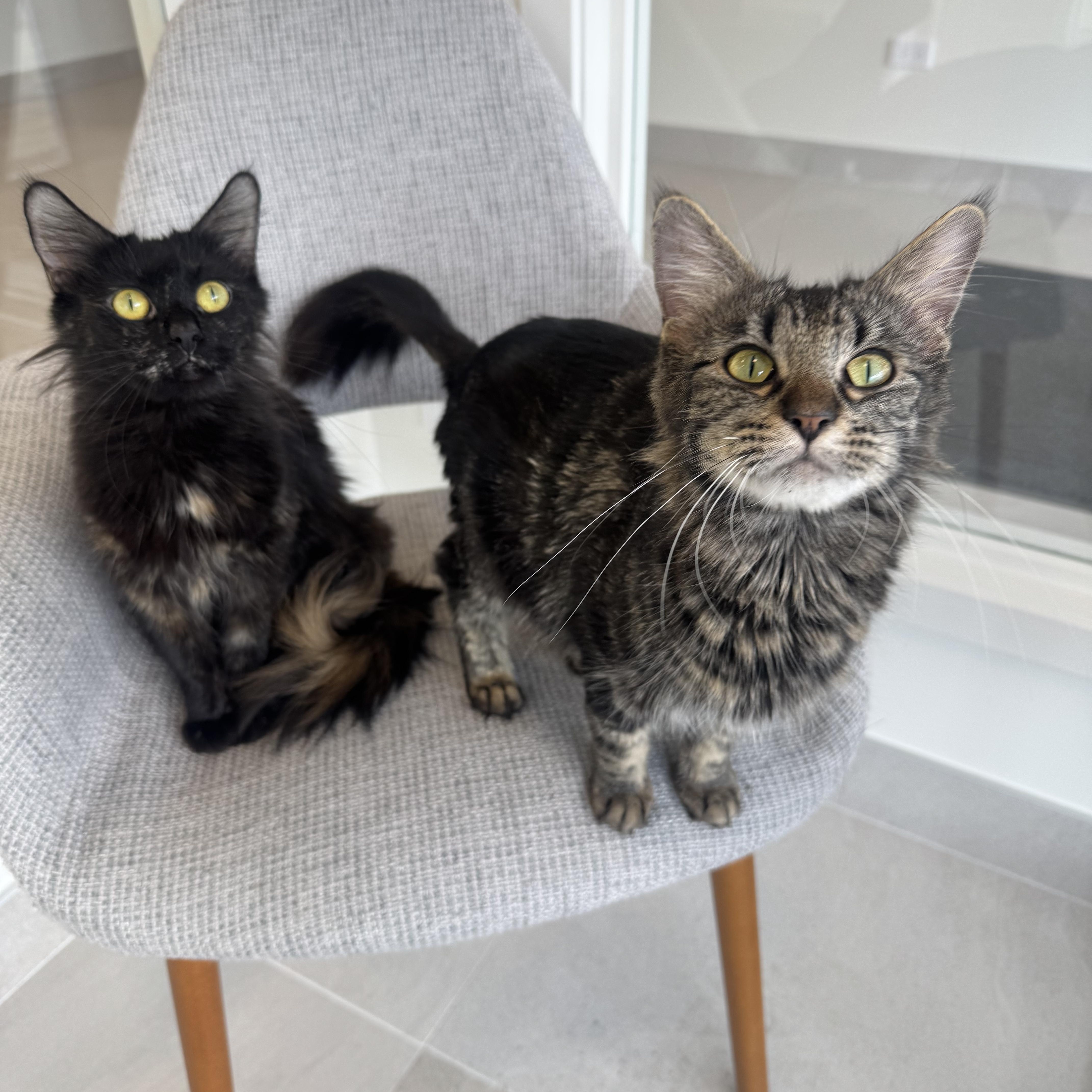 Enlarge Corliss, an adopted Domestic Medium Hair in Evanston, IL image 3/3