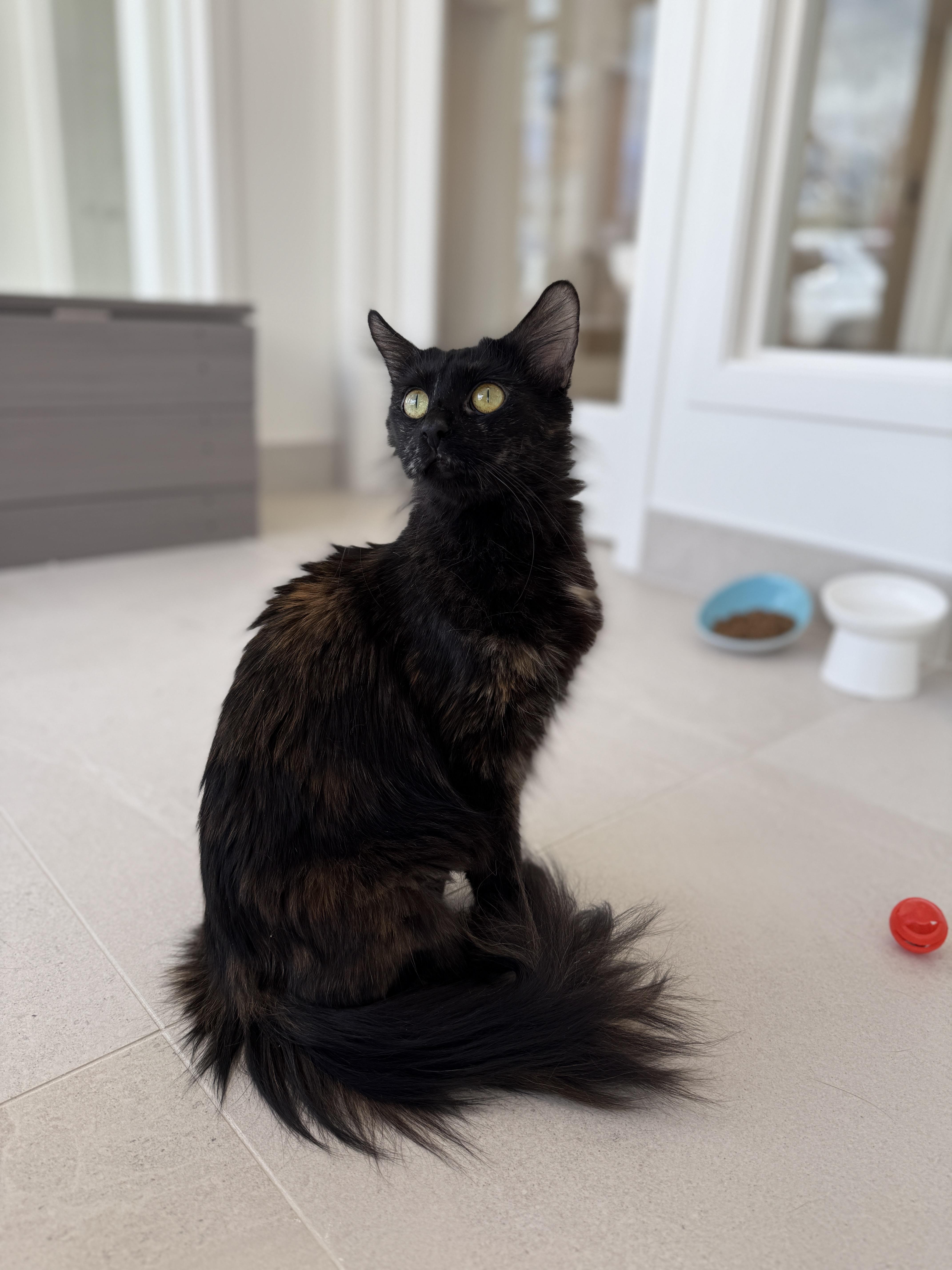 Corliss, adopted, Young Female Domestic Medium Hair.