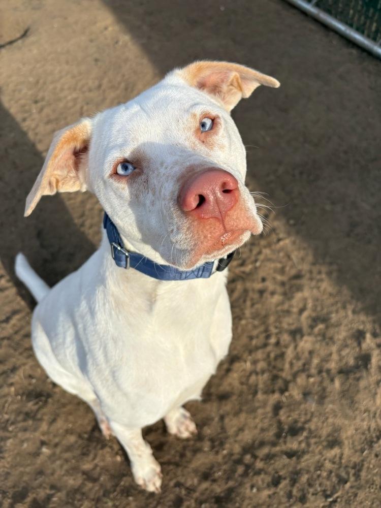 AC - Aero — thumbnail 2