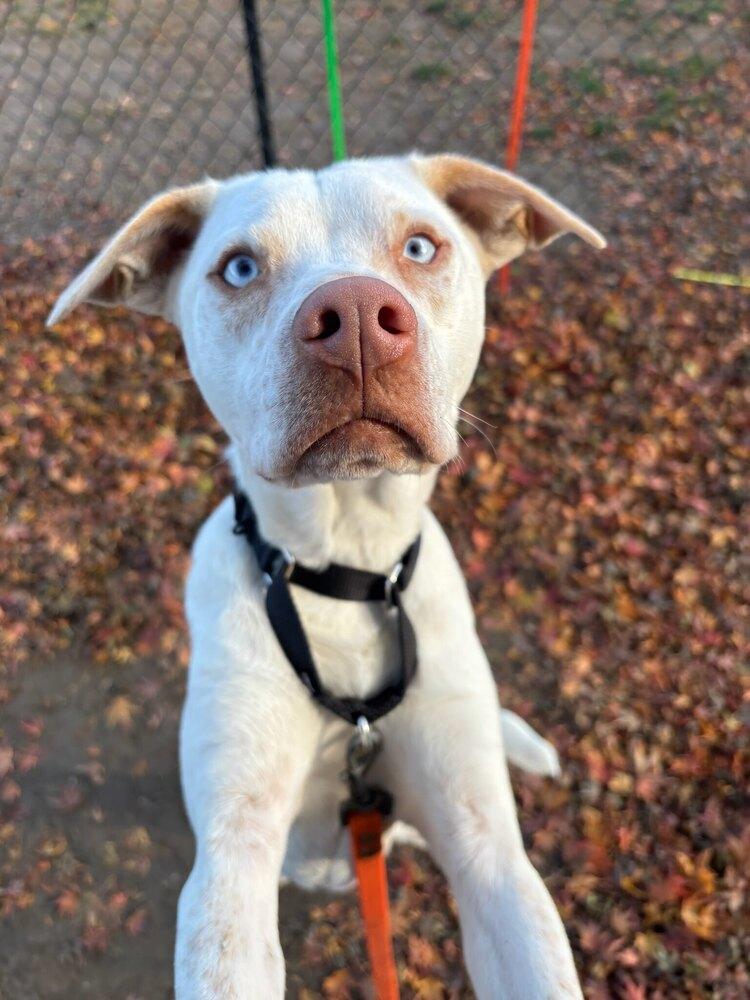 AC - Aero — thumbnail 3